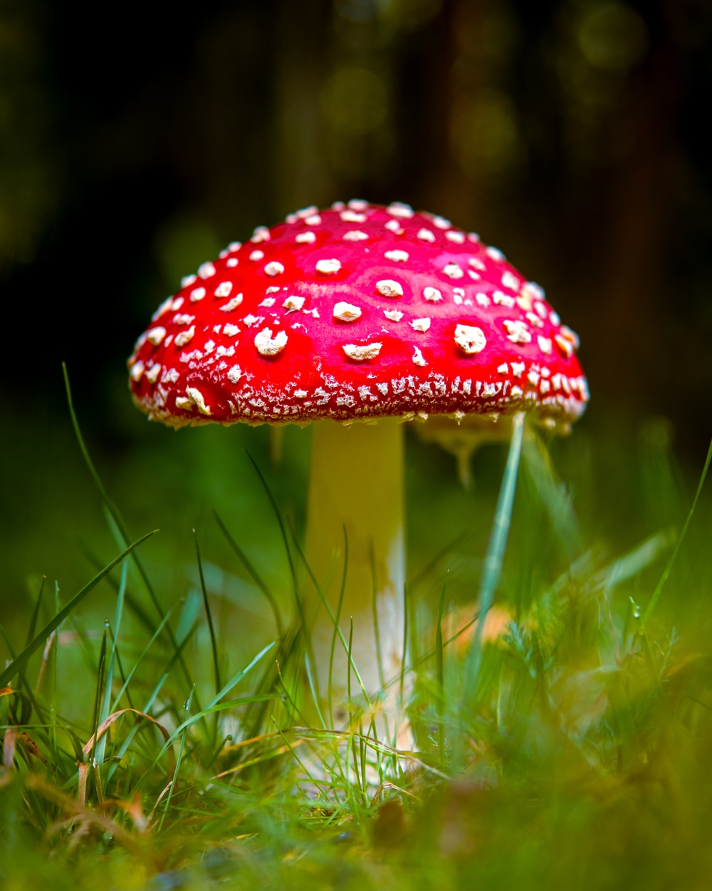 Mushroom Wallpapers