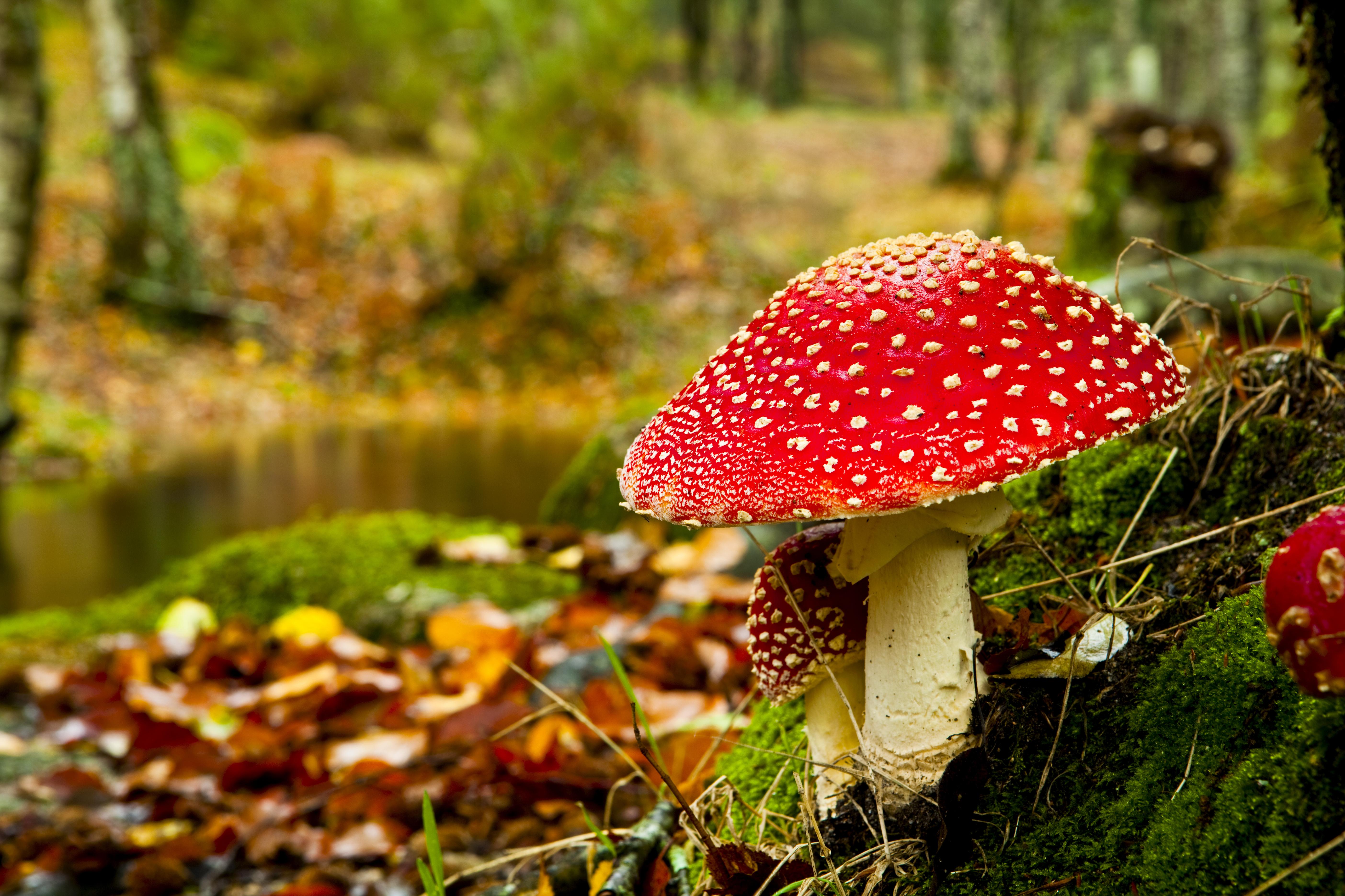 Mushroom Wallpapers