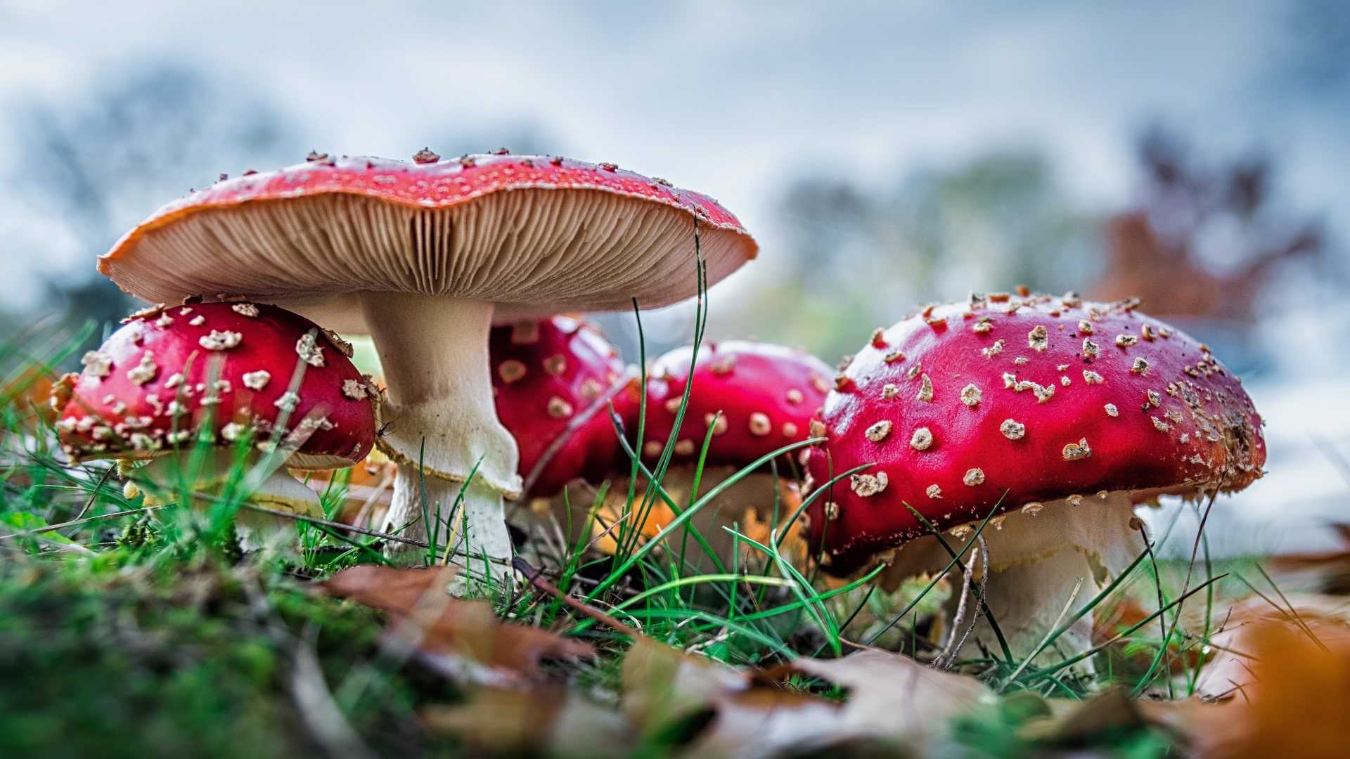 Mushroom Wallpapers