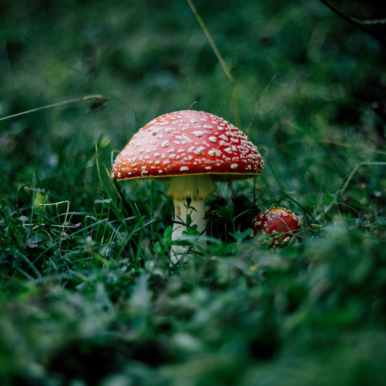 Mushroom Wallpapers