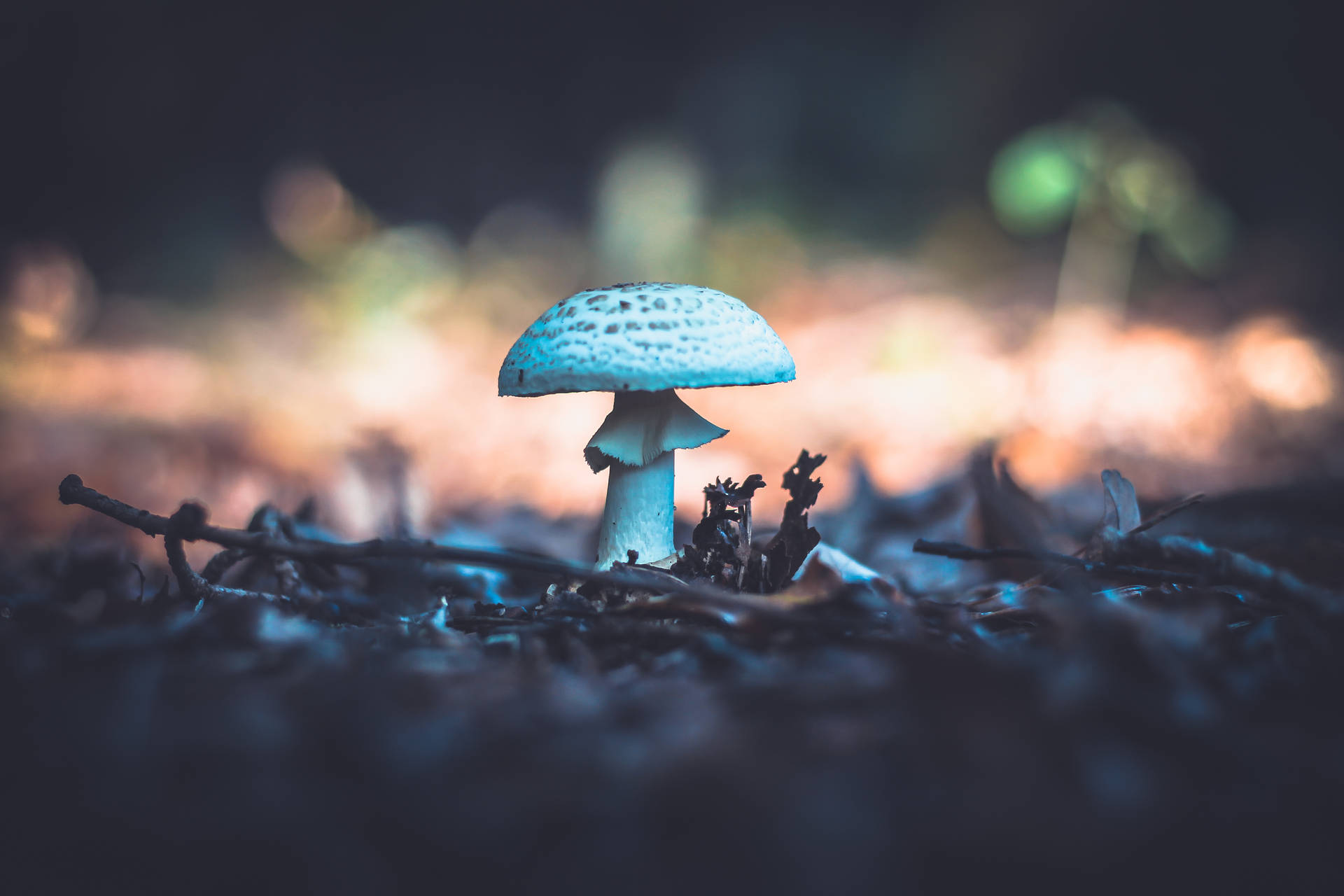 Mushrooms Wallpapers