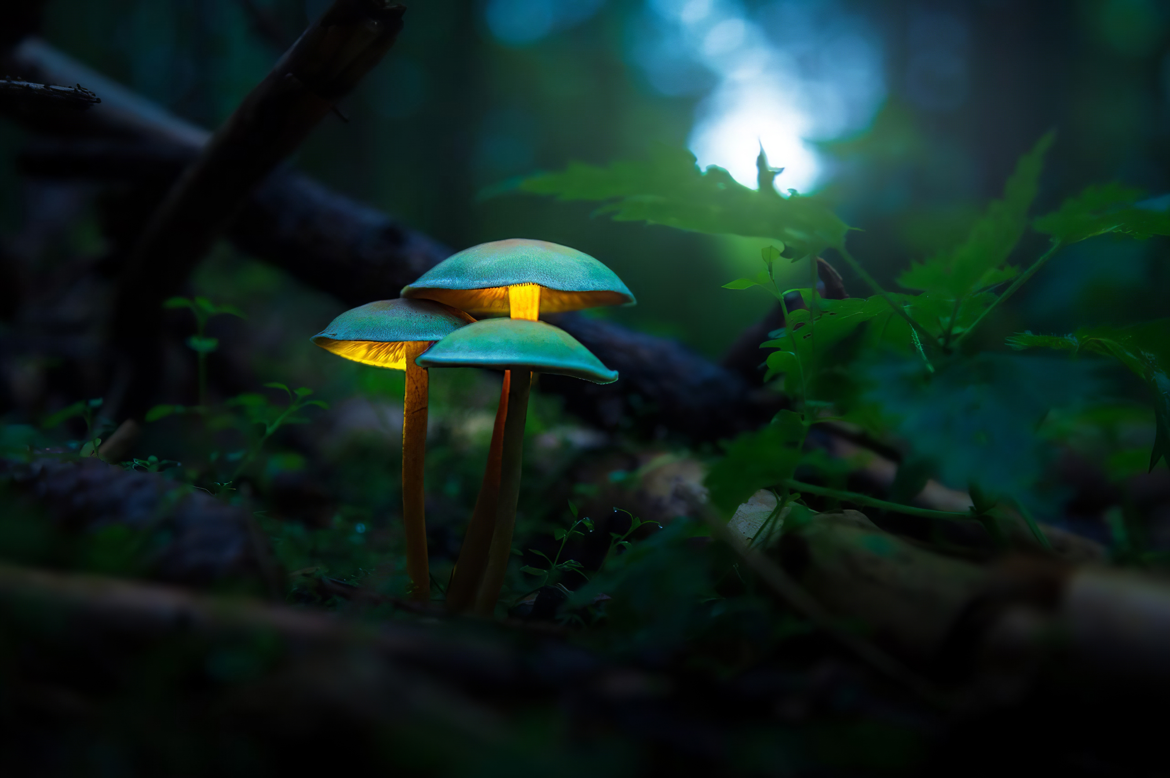 Mushrooms Wallpapers