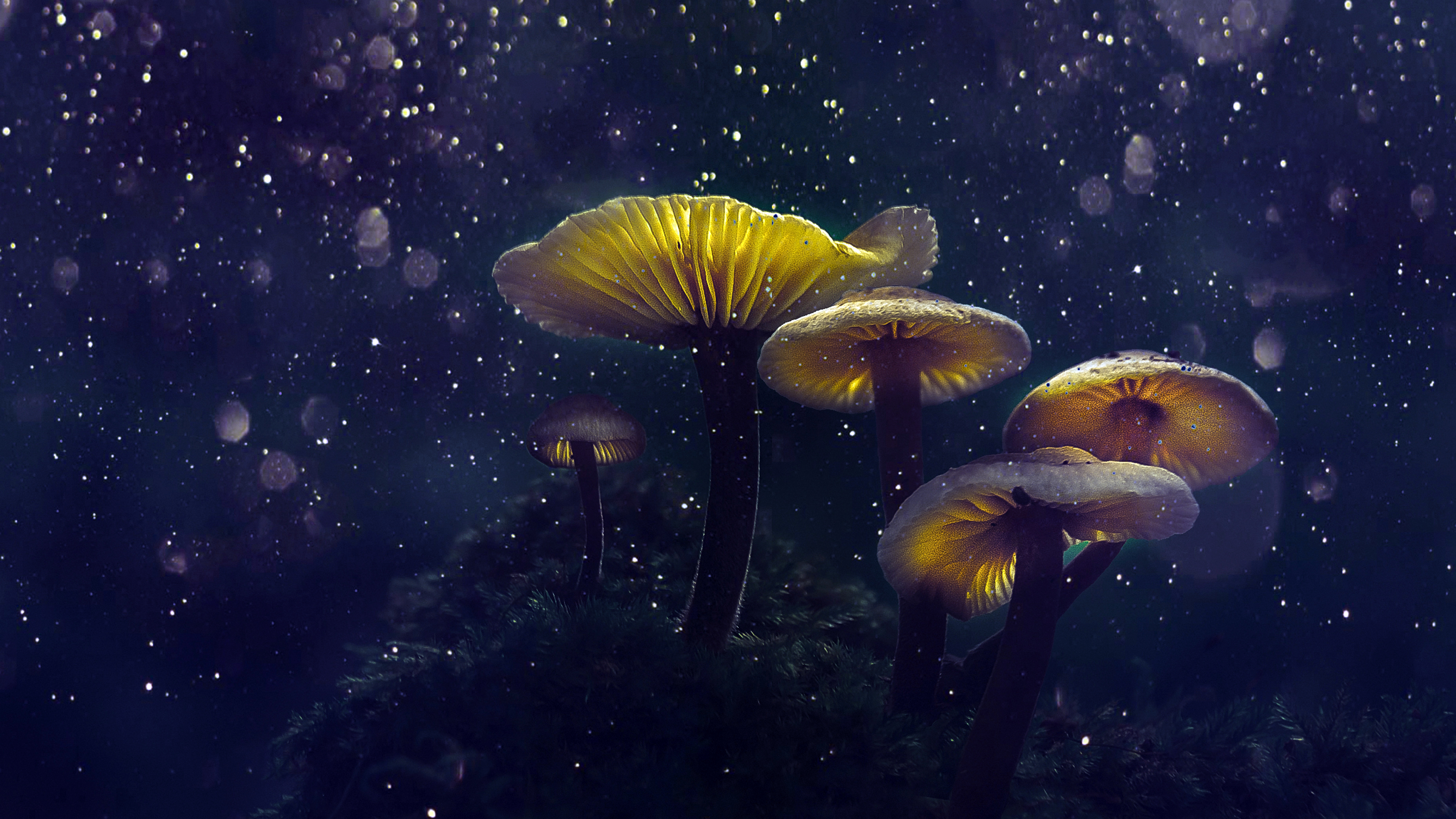 Mushrooms Wallpapers