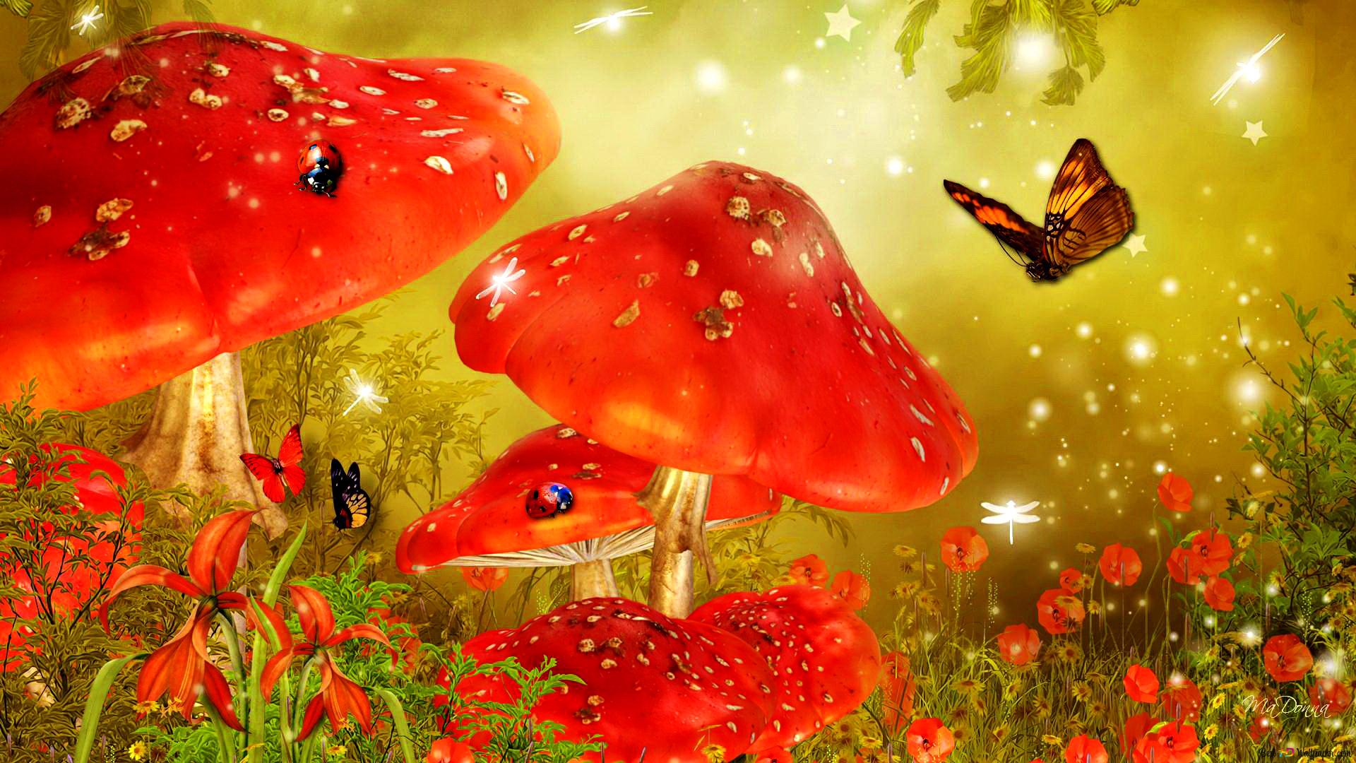 Mushrooms Wallpapers