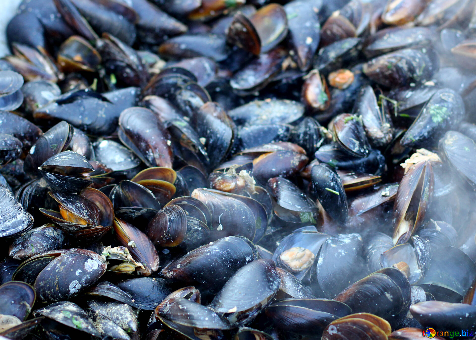 Mussels Wallpapers