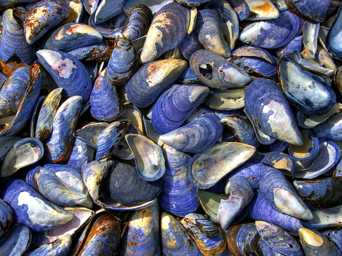 Mussels Wallpapers