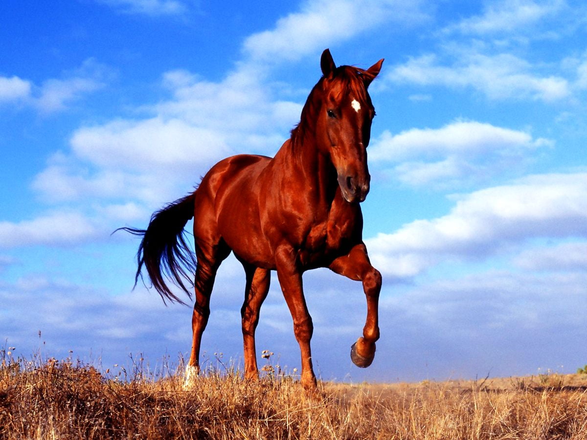 Mustang Horse Wallpapers