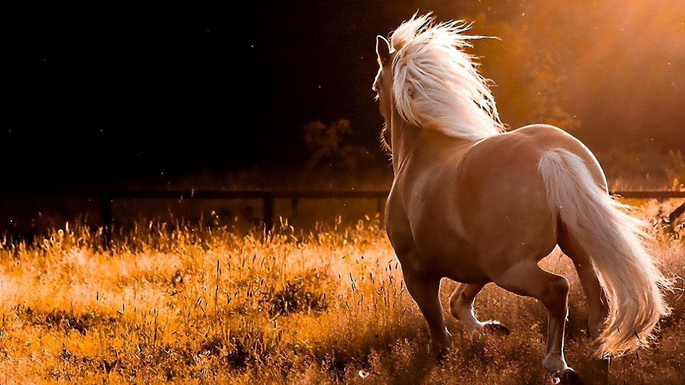 Mustang Horse Wallpapers