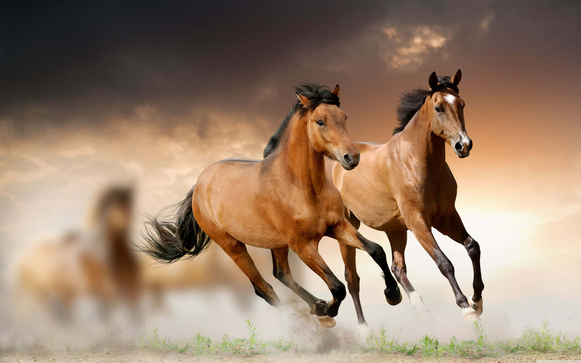 Mustang Horse Wallpapers