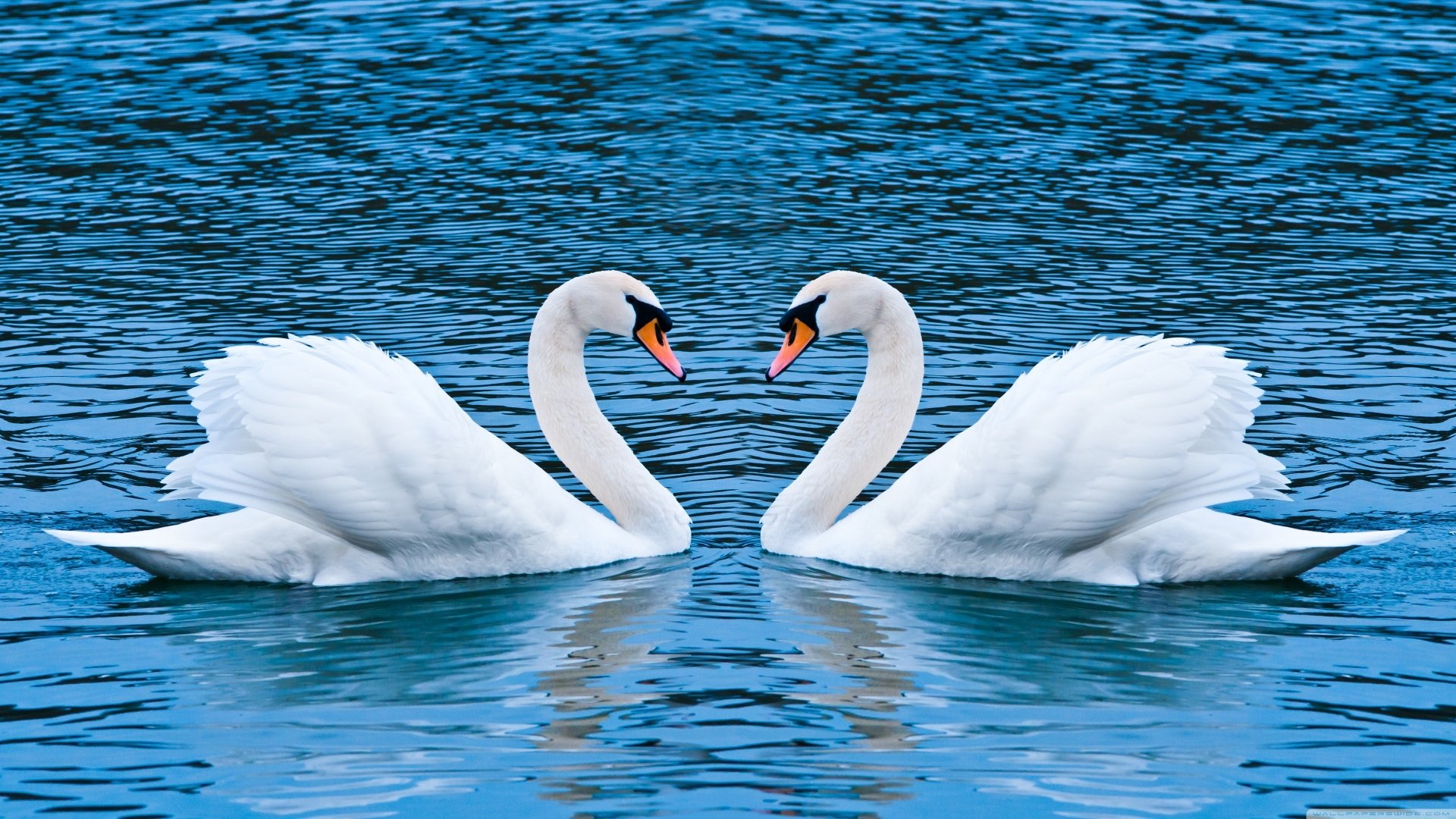 Mute Swan Wallpapers