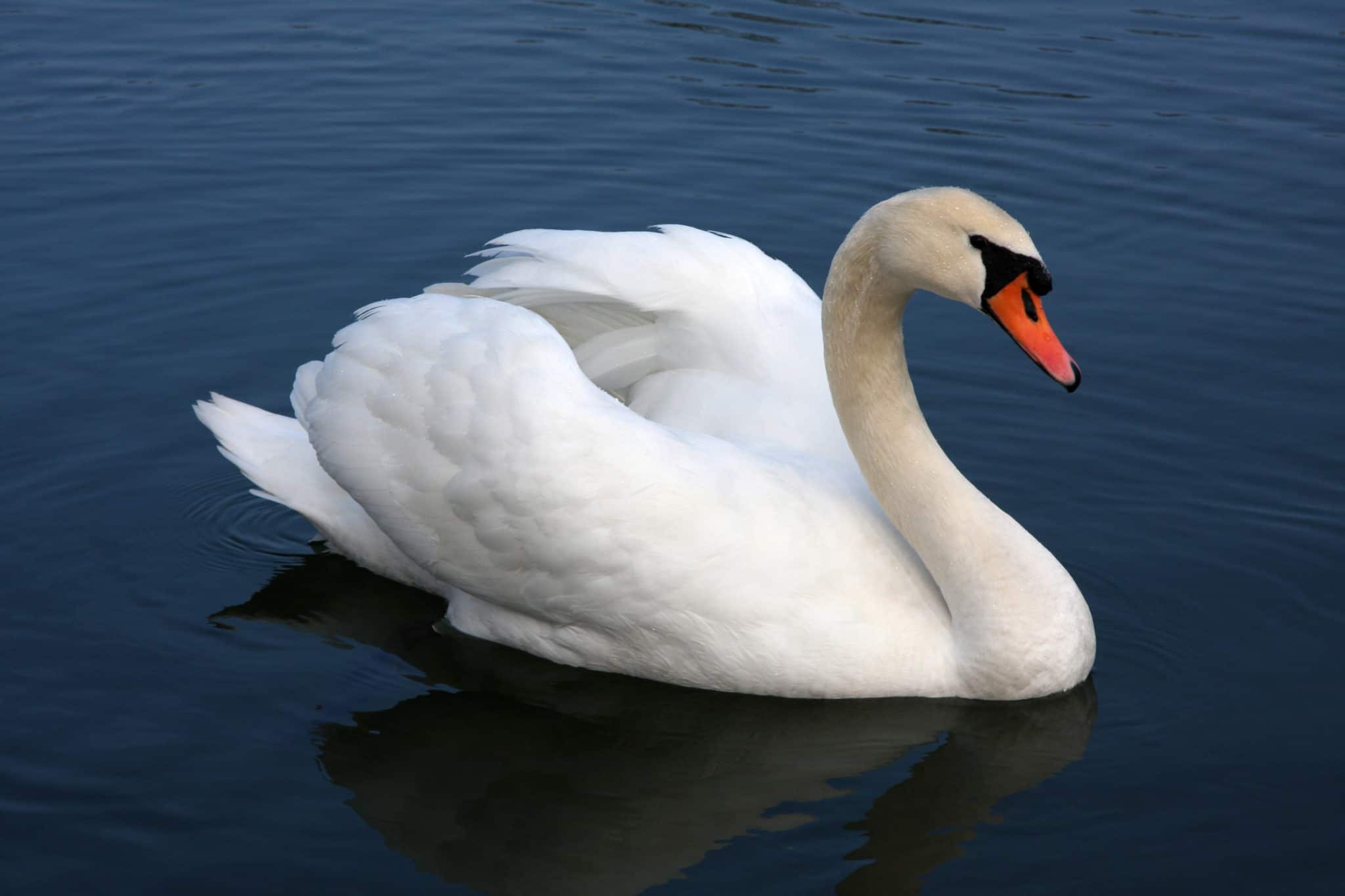 Mute Swan Wallpapers