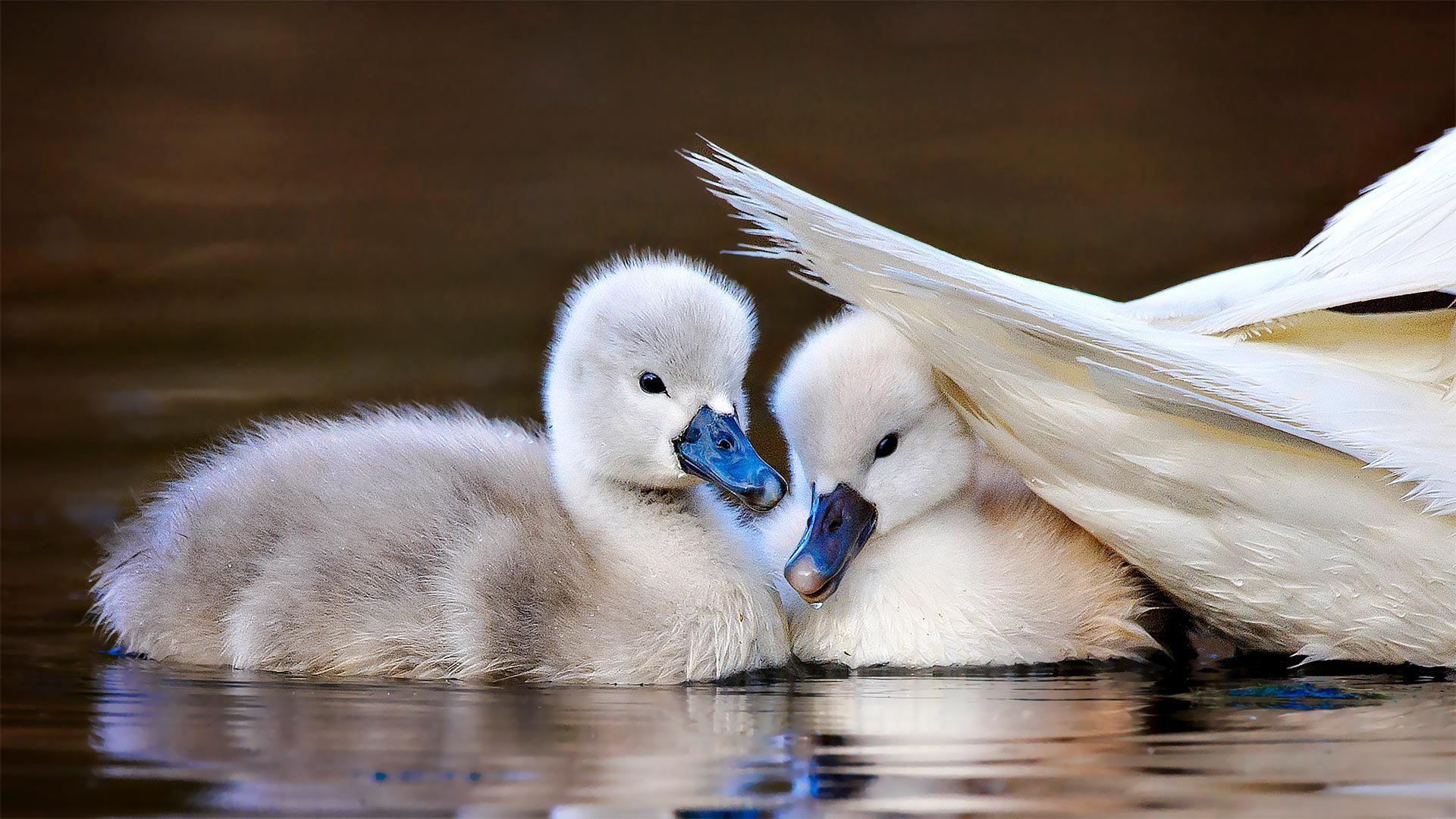 Mute Swan Wallpapers