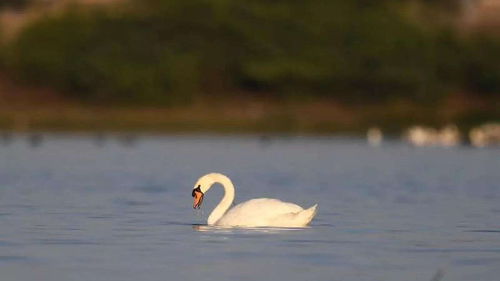 Mute Swan Wallpapers