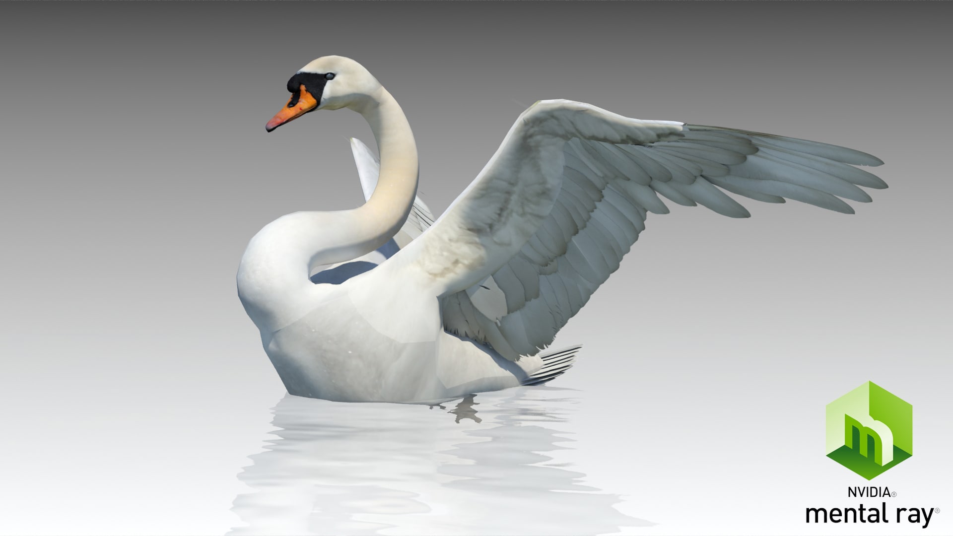 Mute Swan Wallpapers