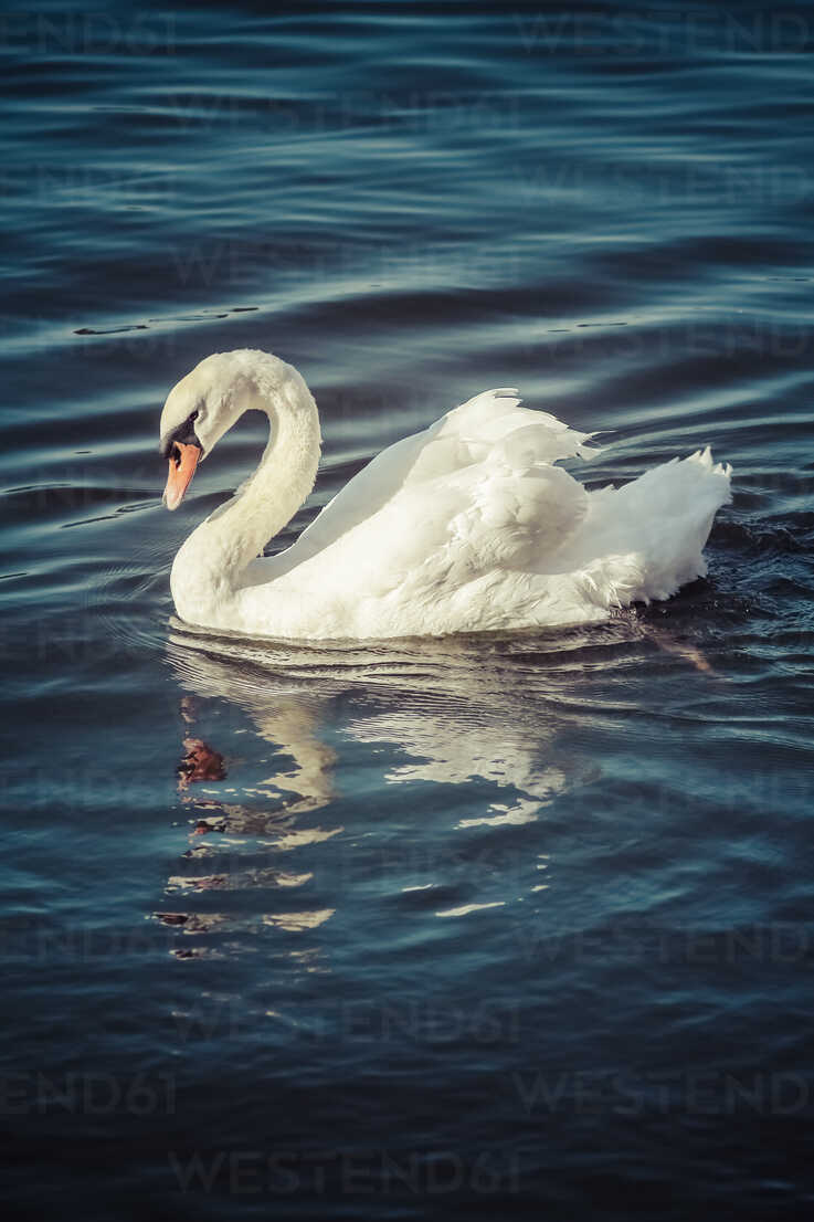 Mute Swan Wallpapers