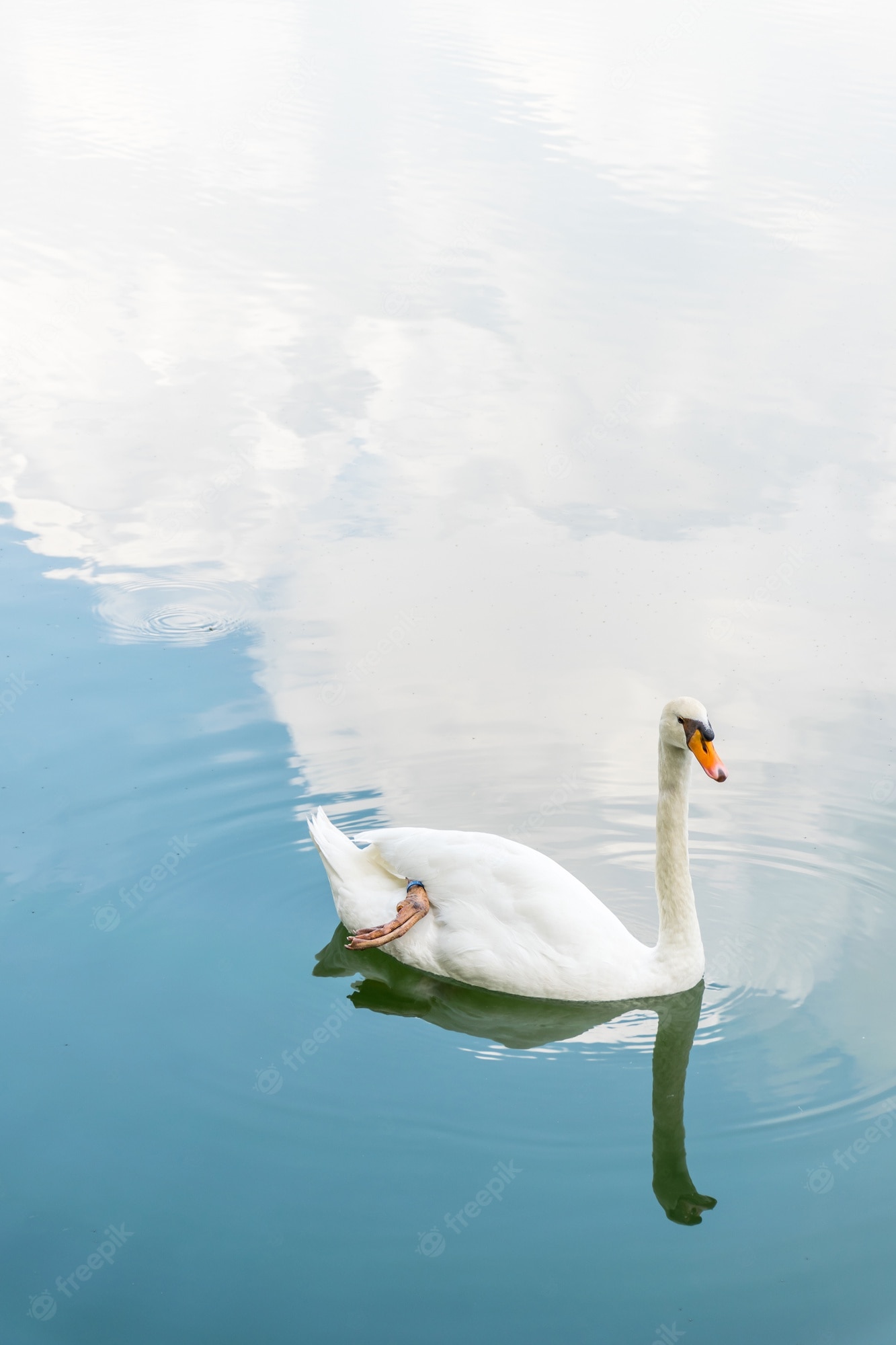 Mute Swan Wallpapers