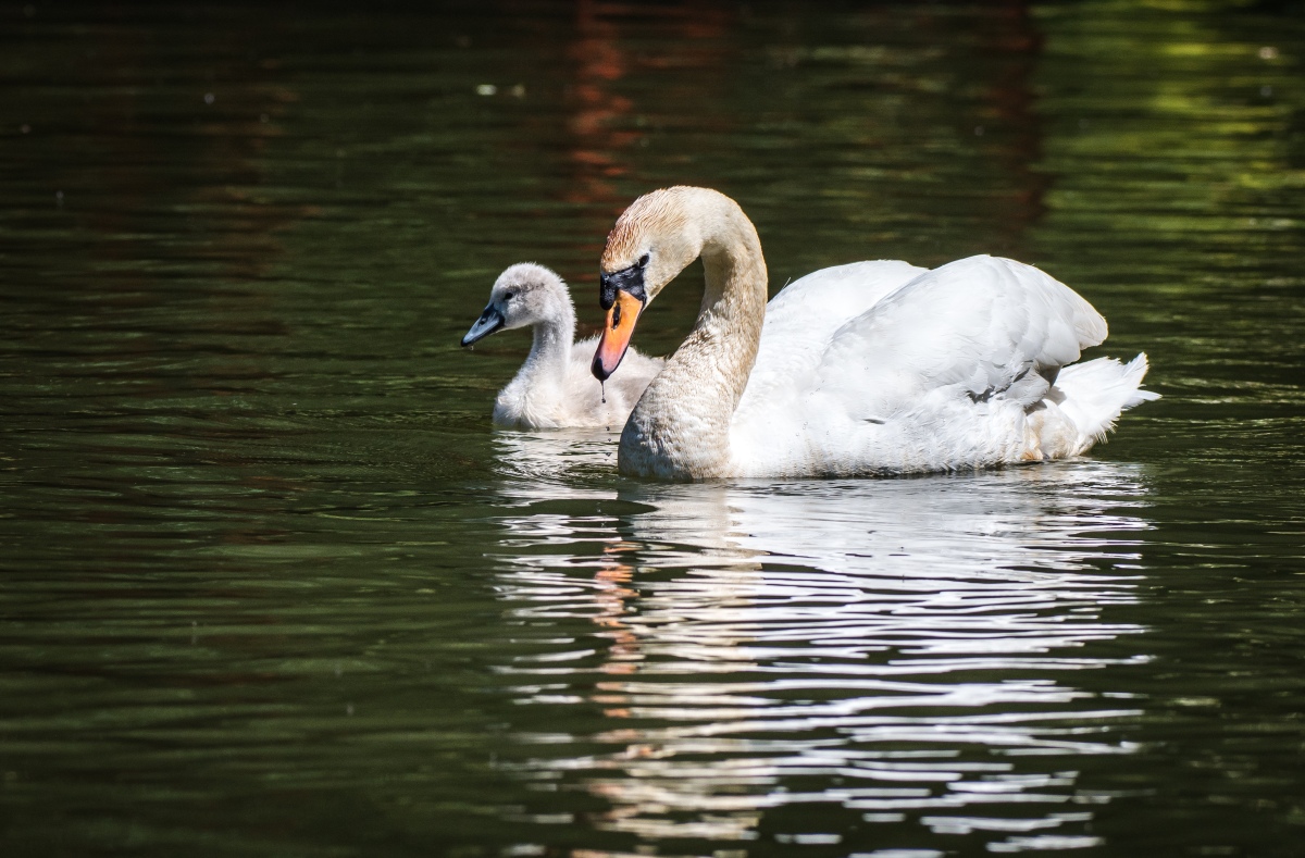 Mute Swan Wallpapers