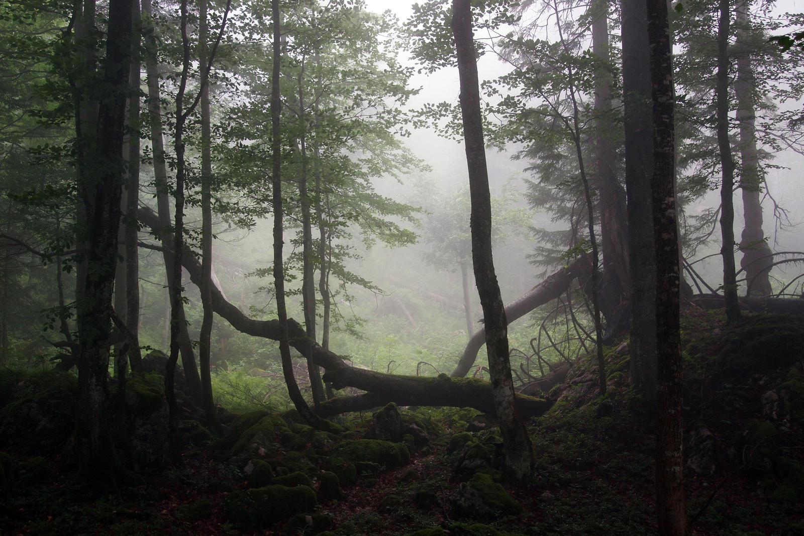 Mystical Forest Background