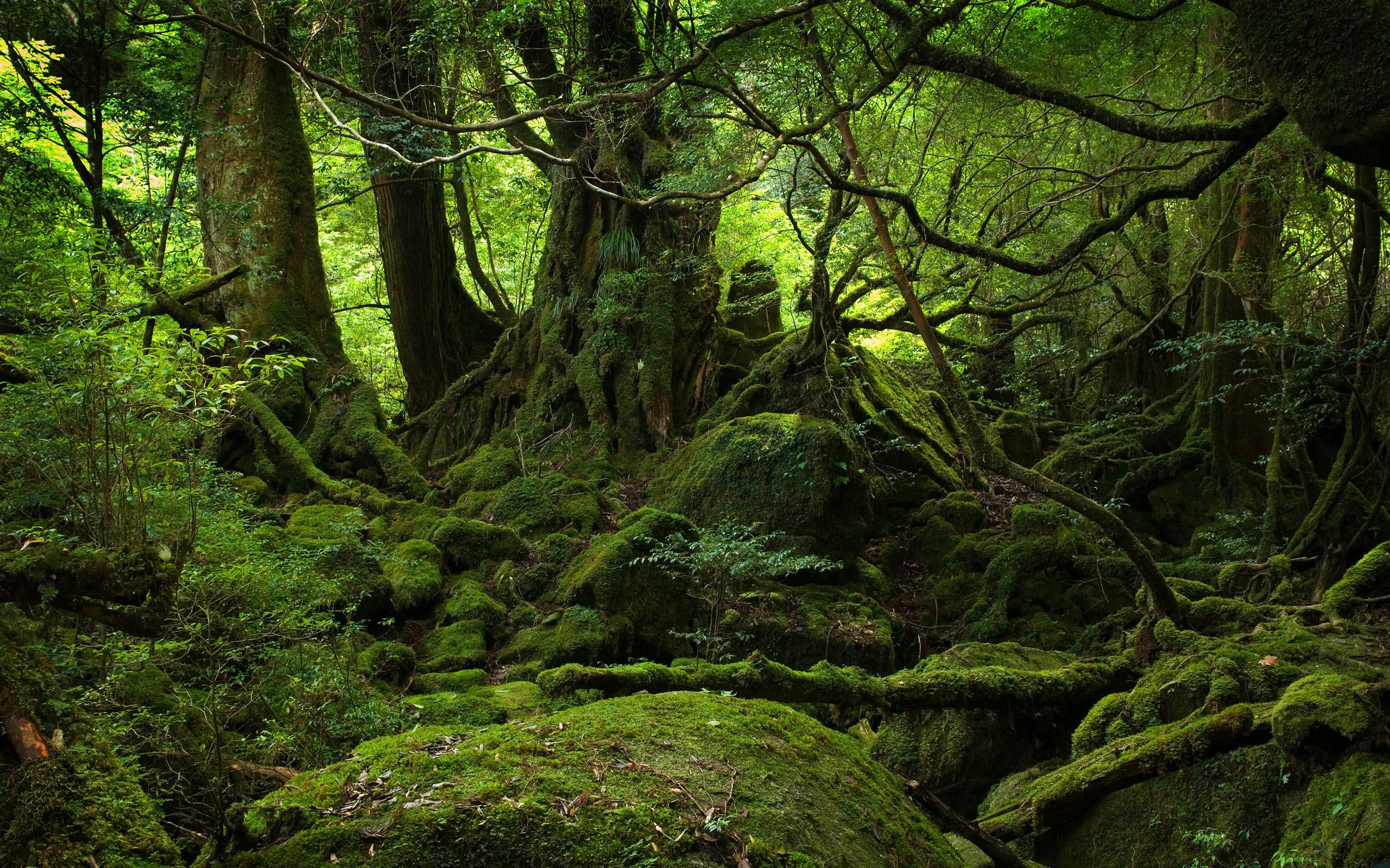 Mystical Forest Background