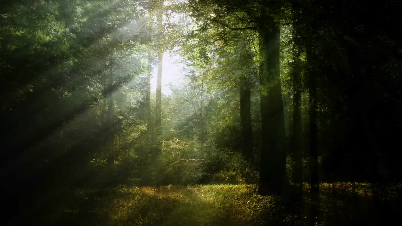 Mystical Forest Background