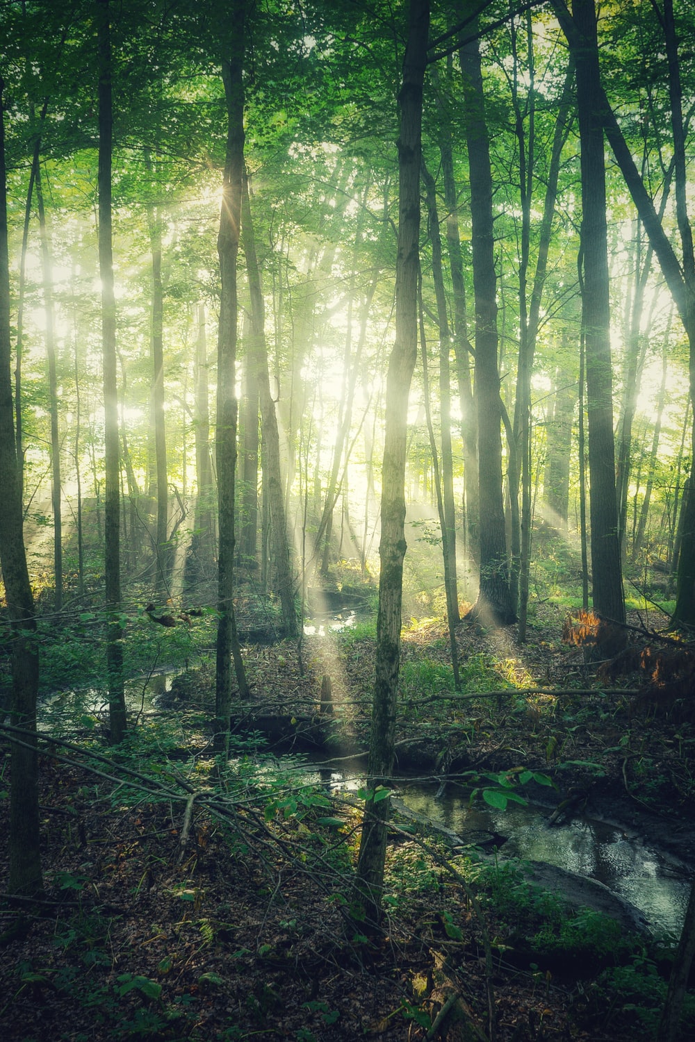 Mystical Forest Background