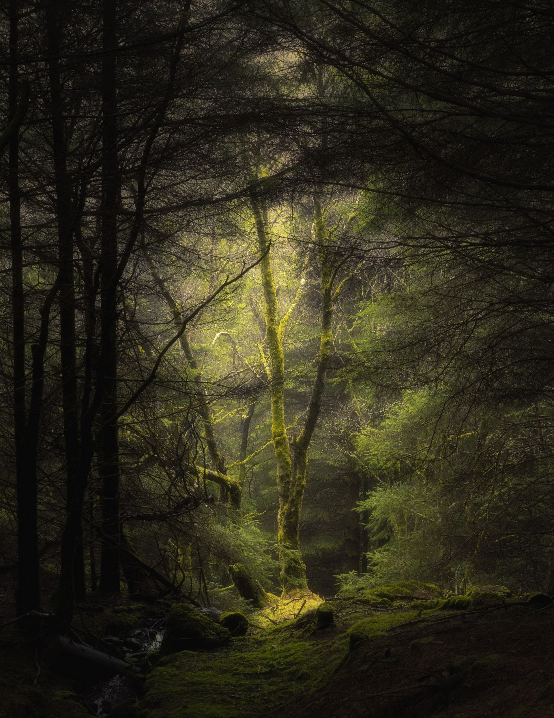 Mystical Forest Background