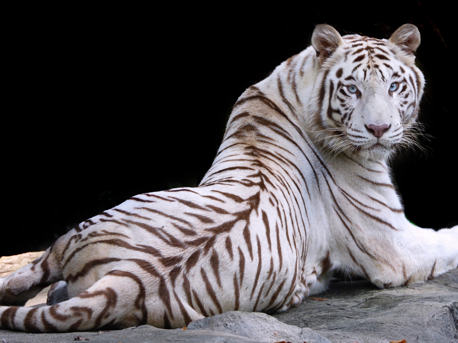 Mystical White Tiger Wallpapers