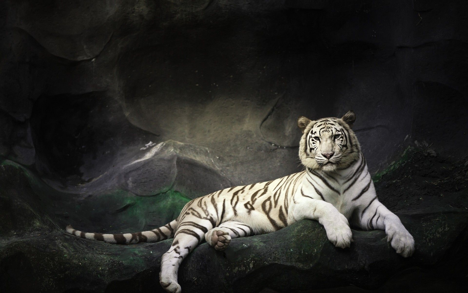 Mystical White Tiger Wallpapers