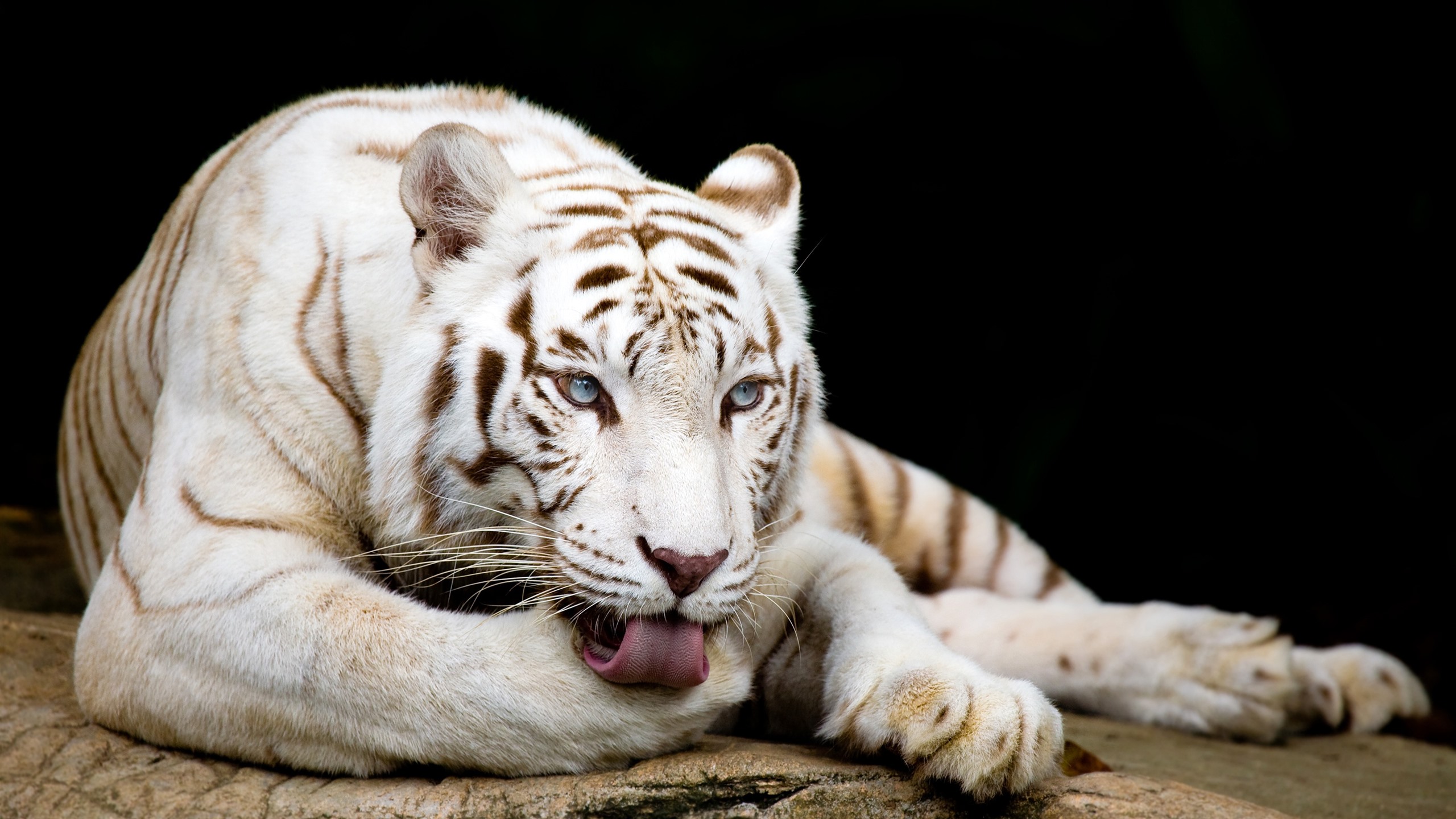 Mystical White Tiger Wallpapers