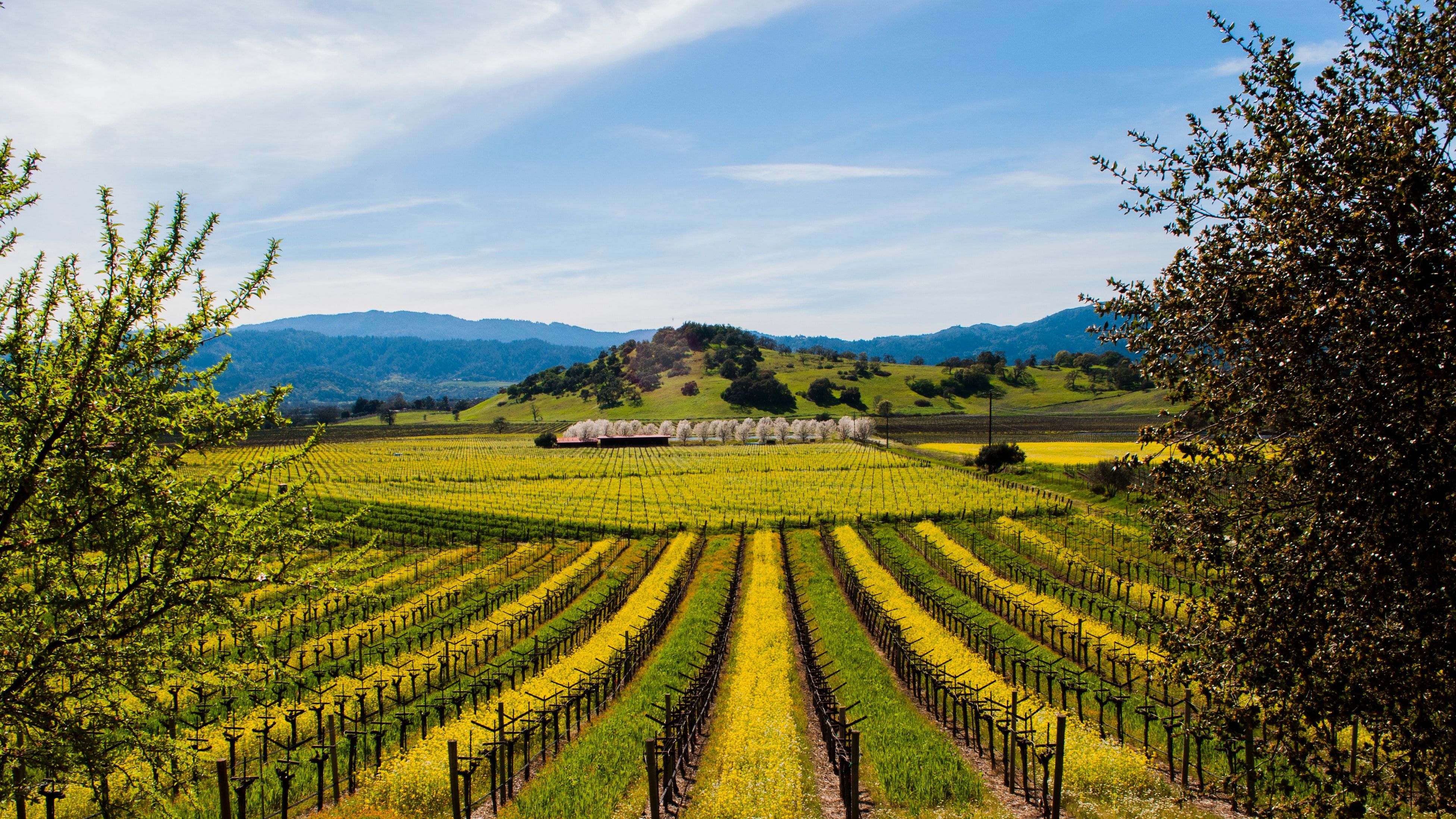 Napa Valley Wallpapers