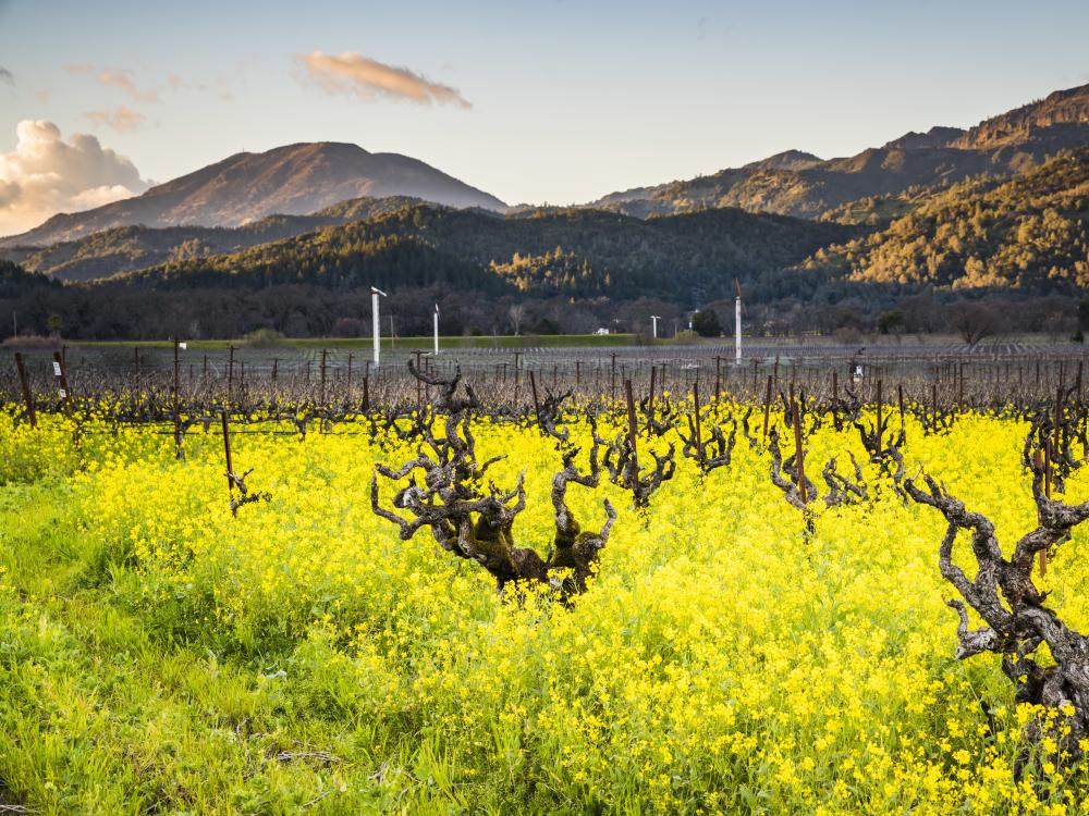 Napa Valley Wallpapers