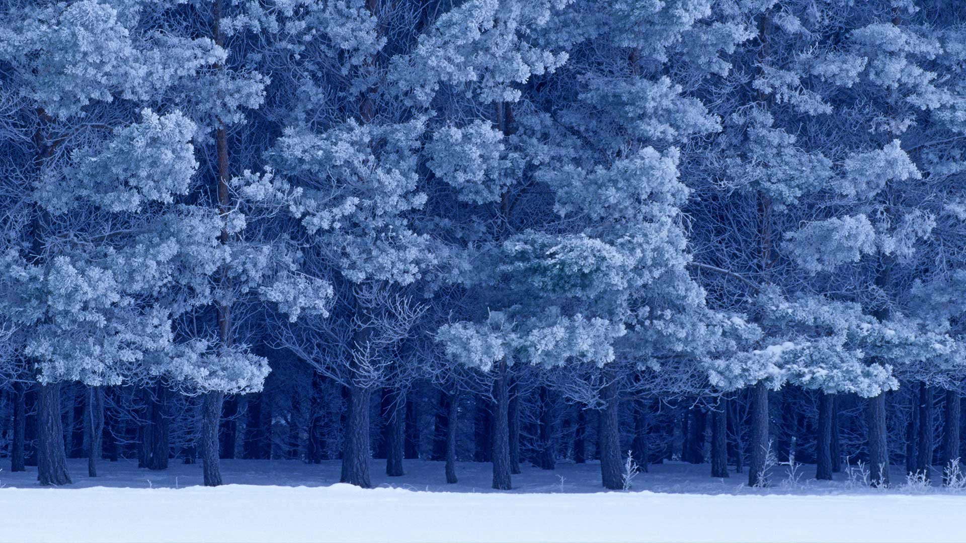 National Geographic Winter Wallpapers