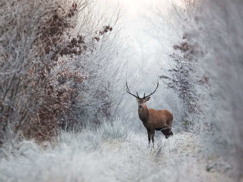 National Geographic Winter Wallpapers