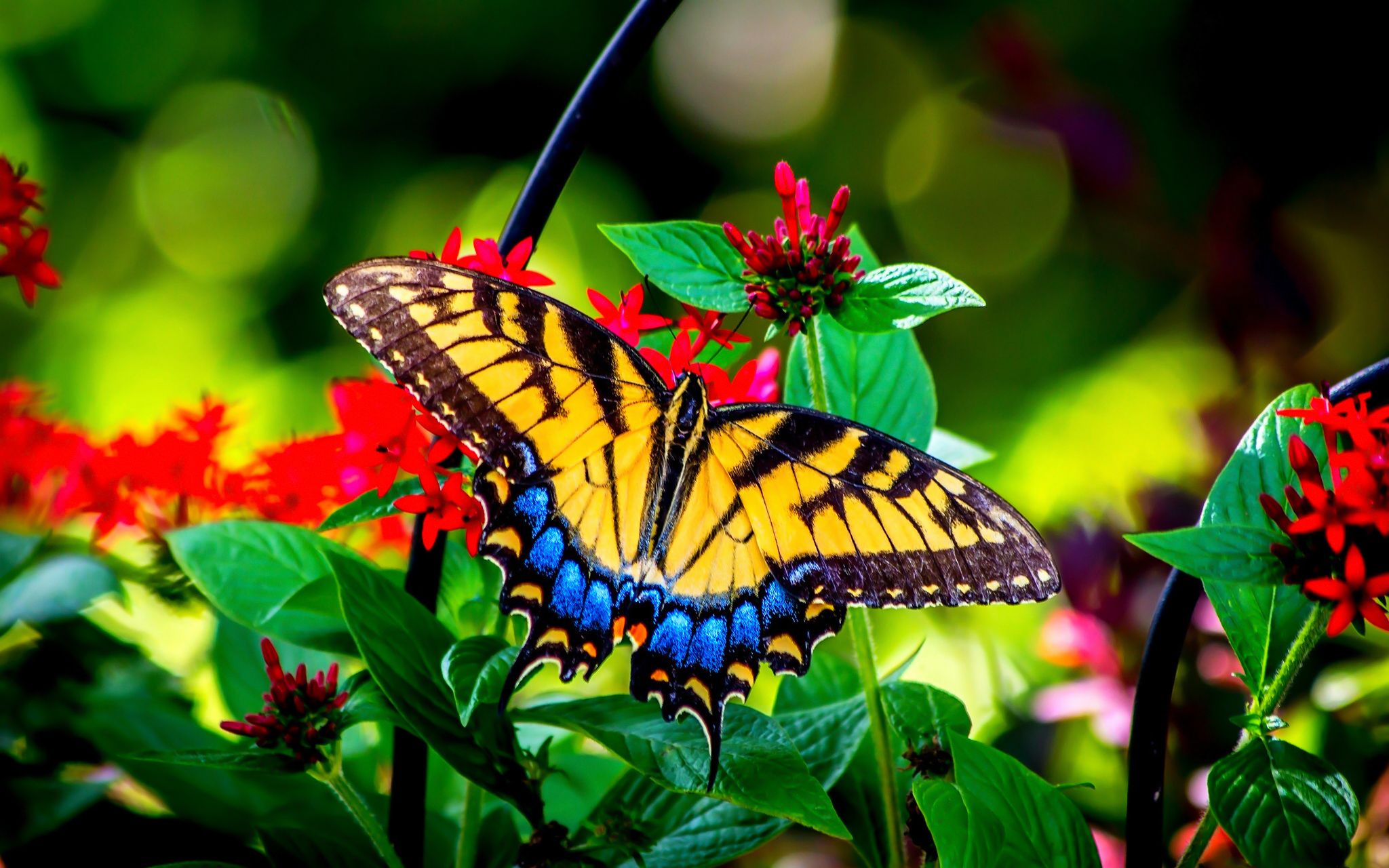 Natural Butterfly Wallpapers