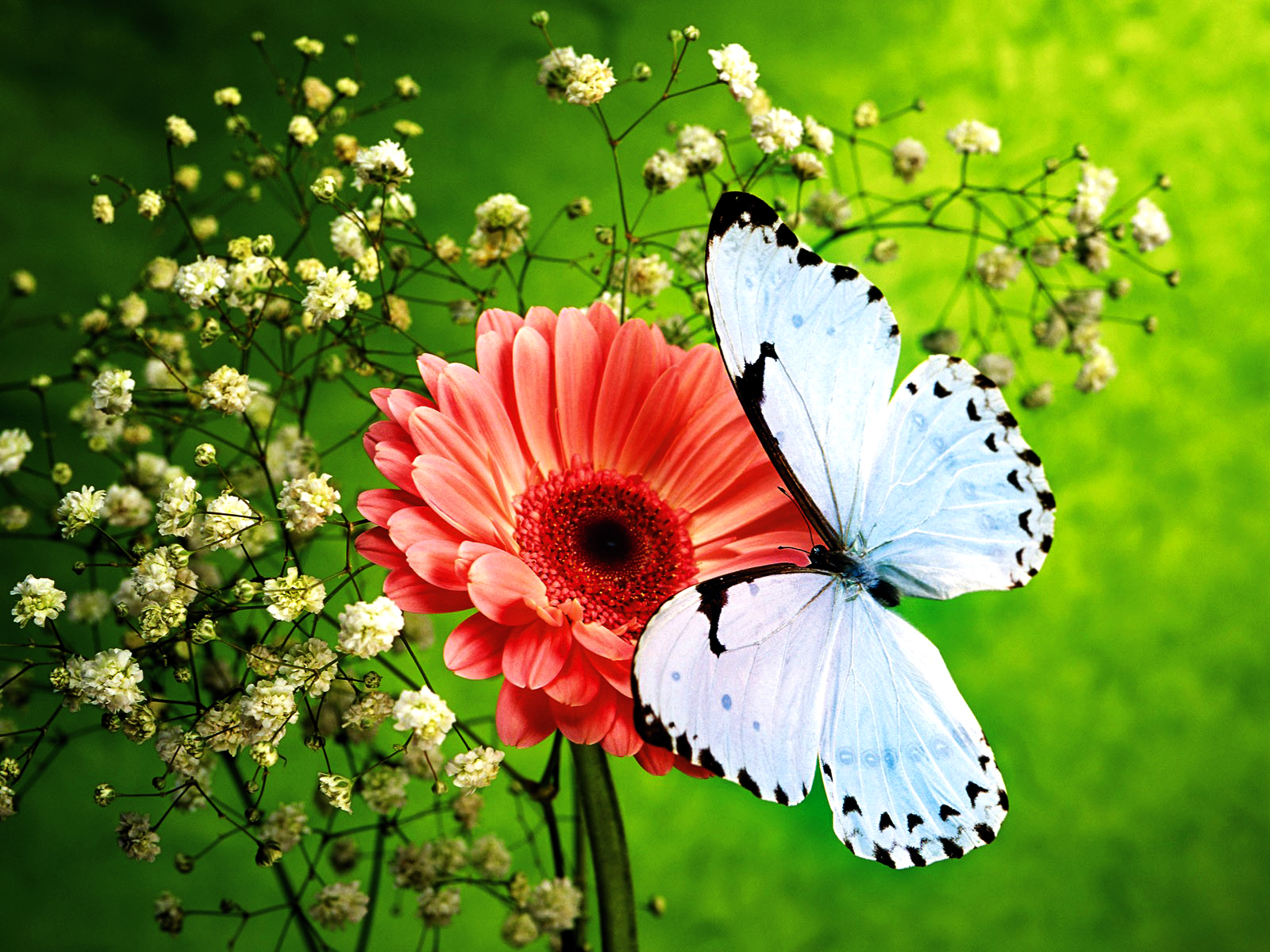 Natural Butterfly Wallpapers