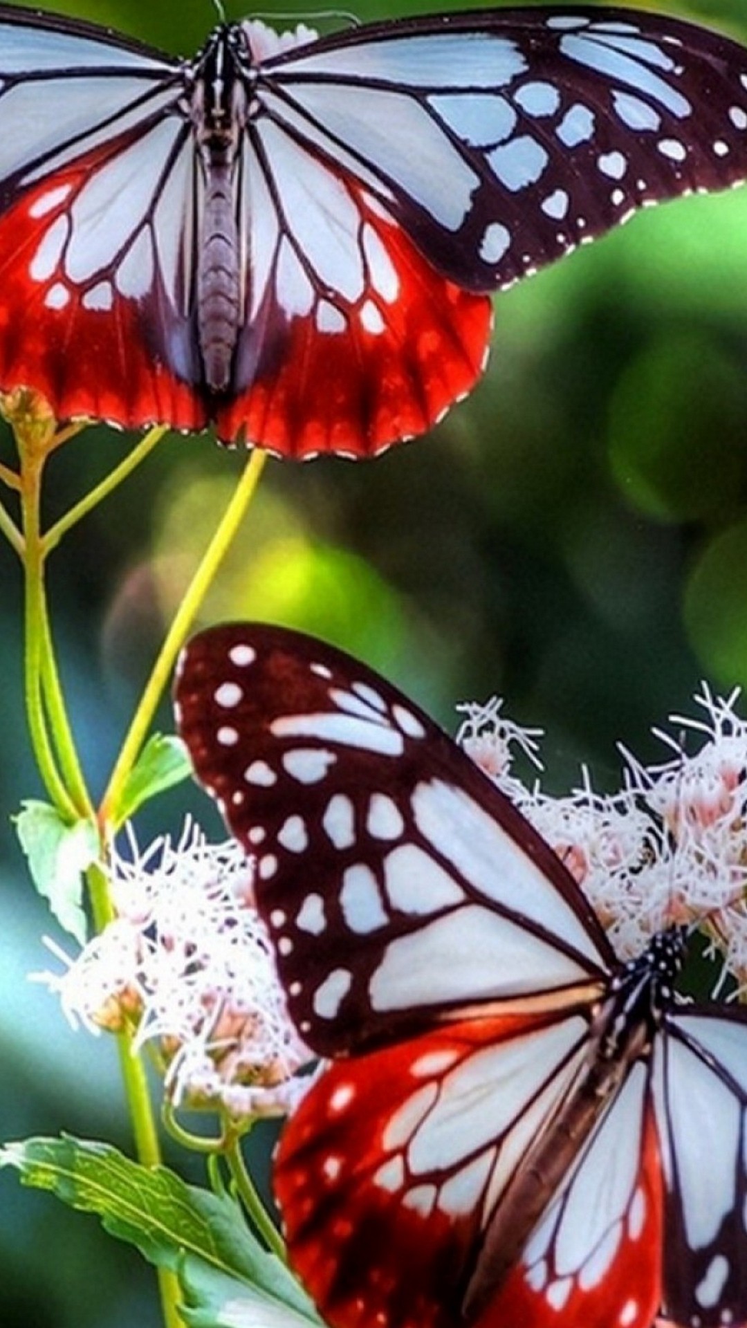 Natural Butterfly Wallpapers