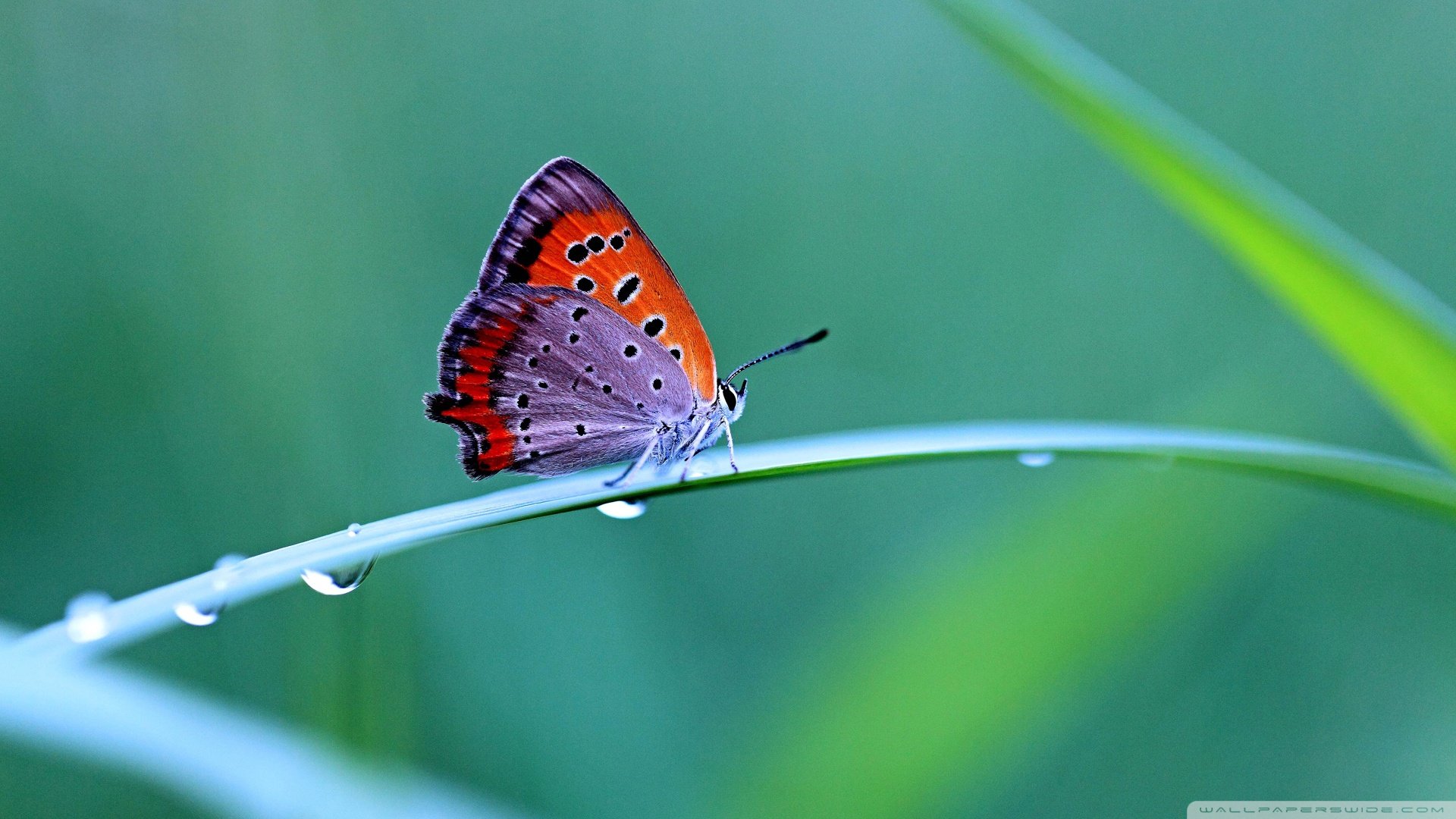 Natural Butterfly Wallpapers