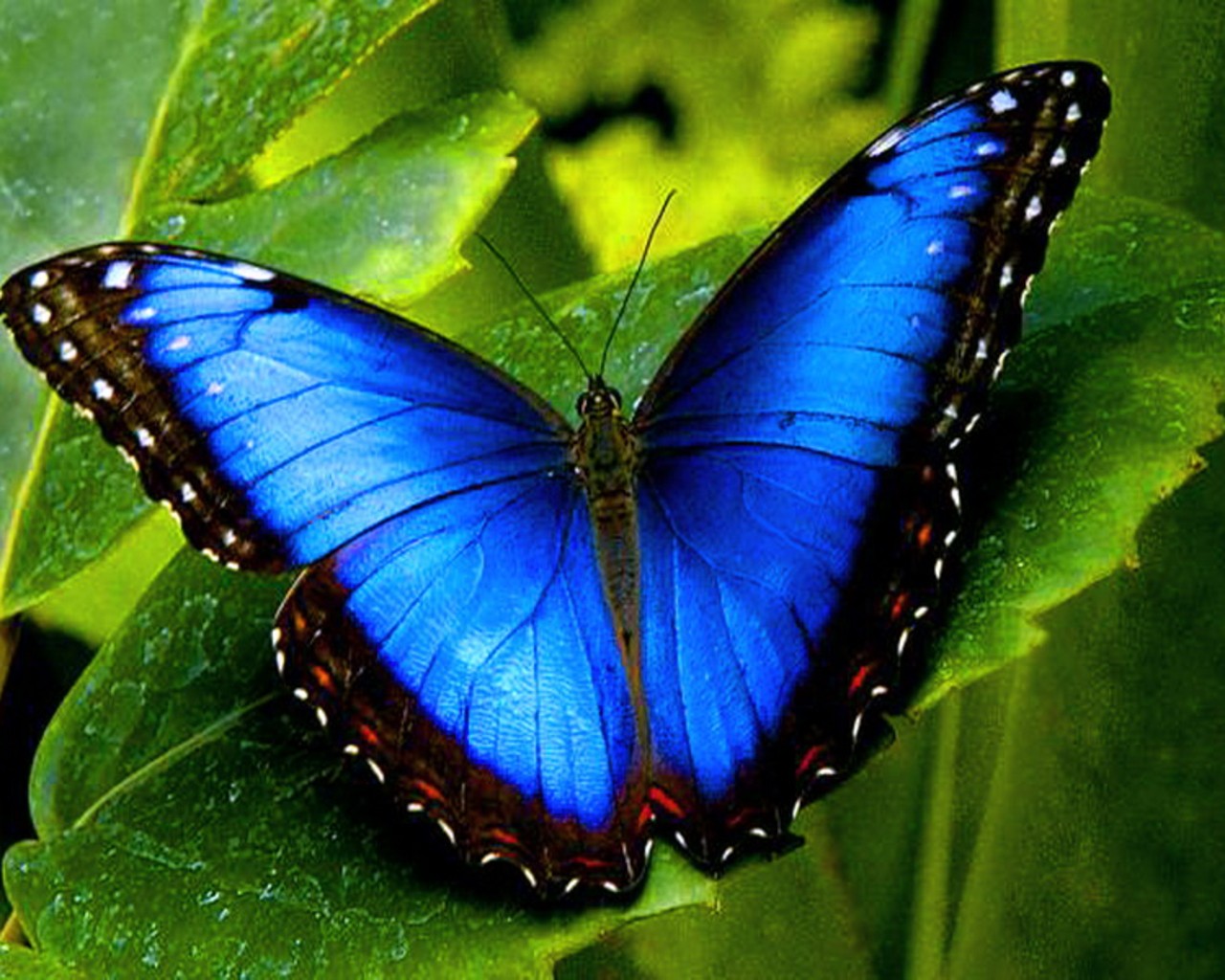 Natural Butterfly Wallpapers