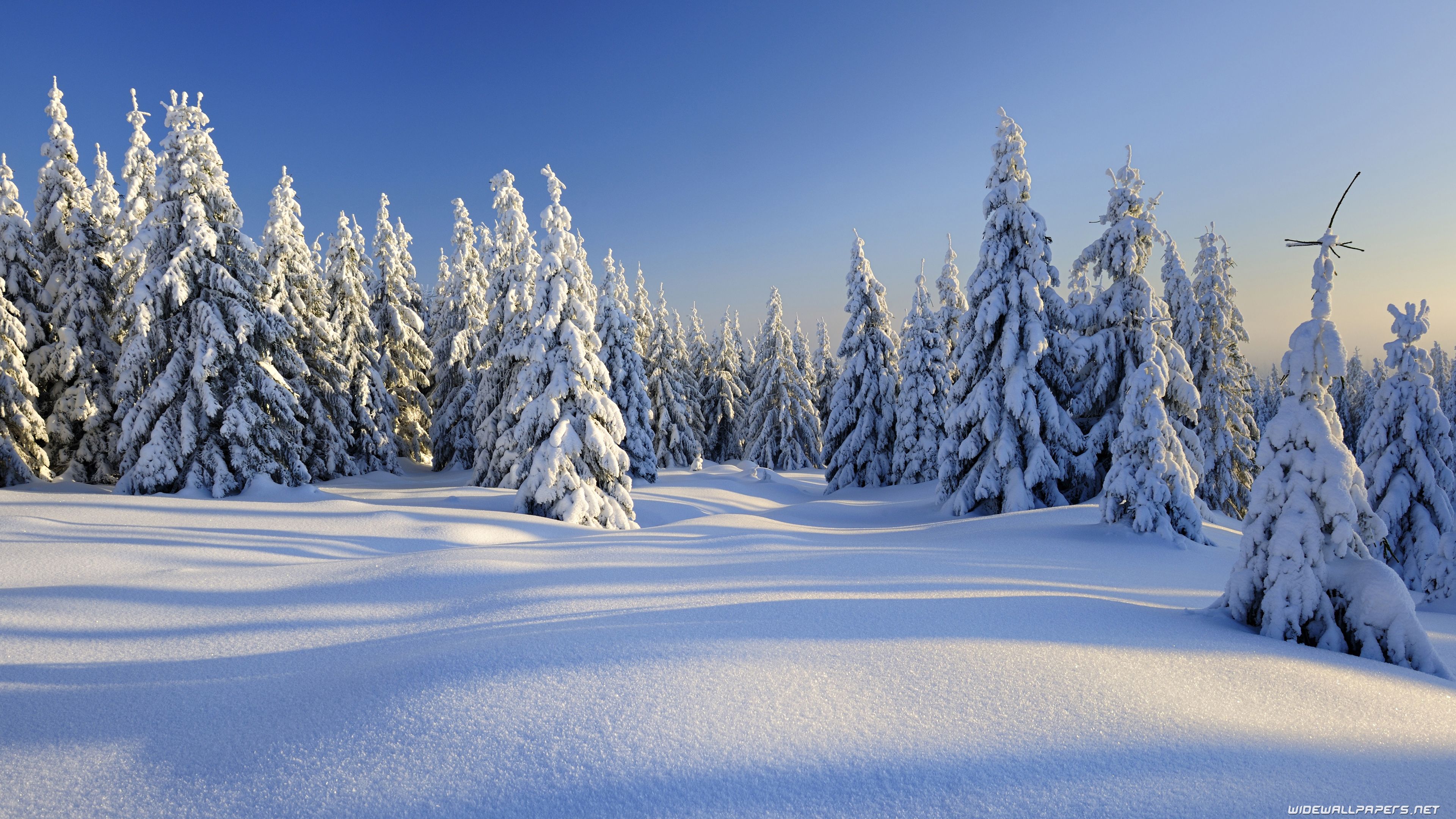 Nature Background Winter