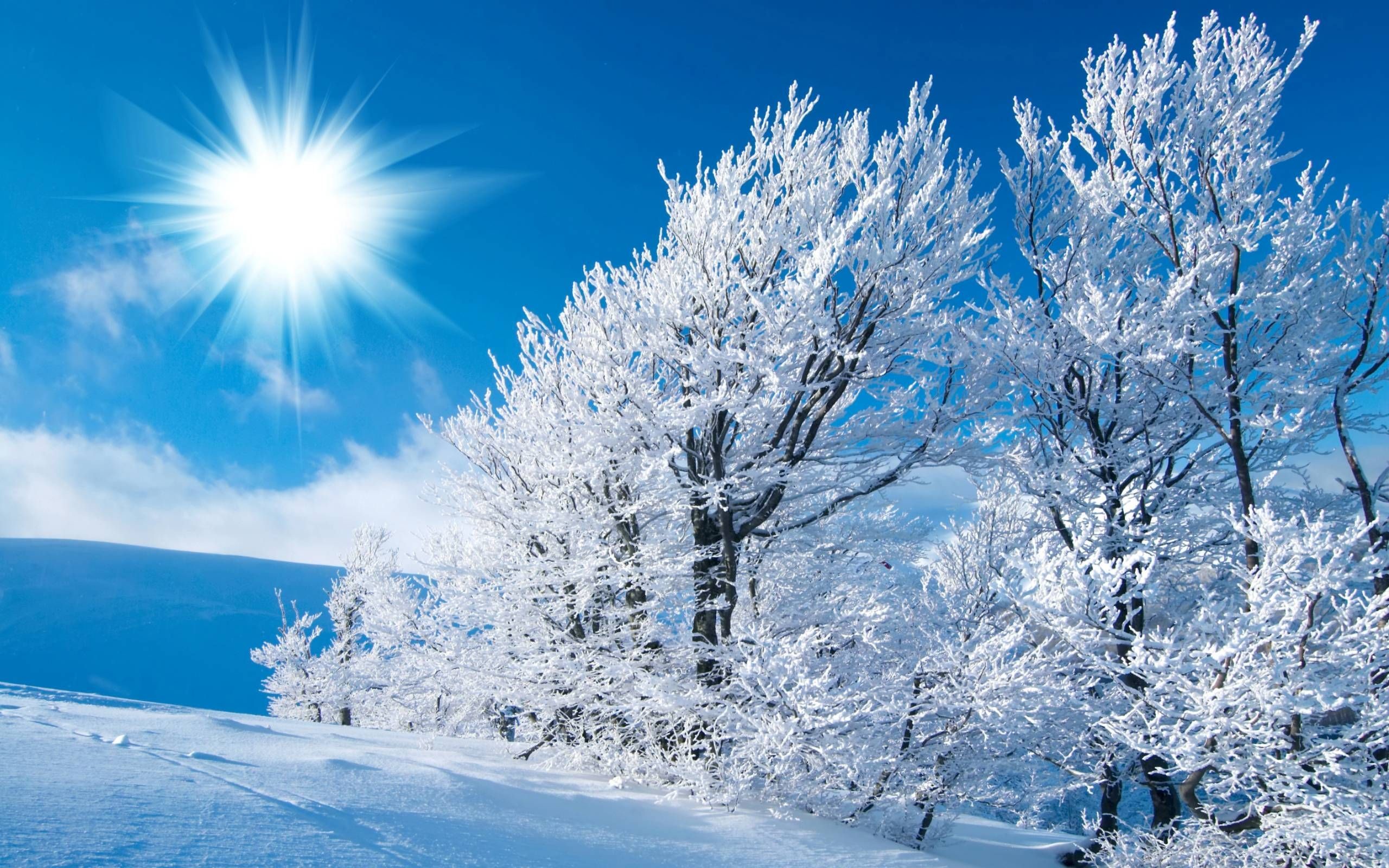 Nature Background Winter