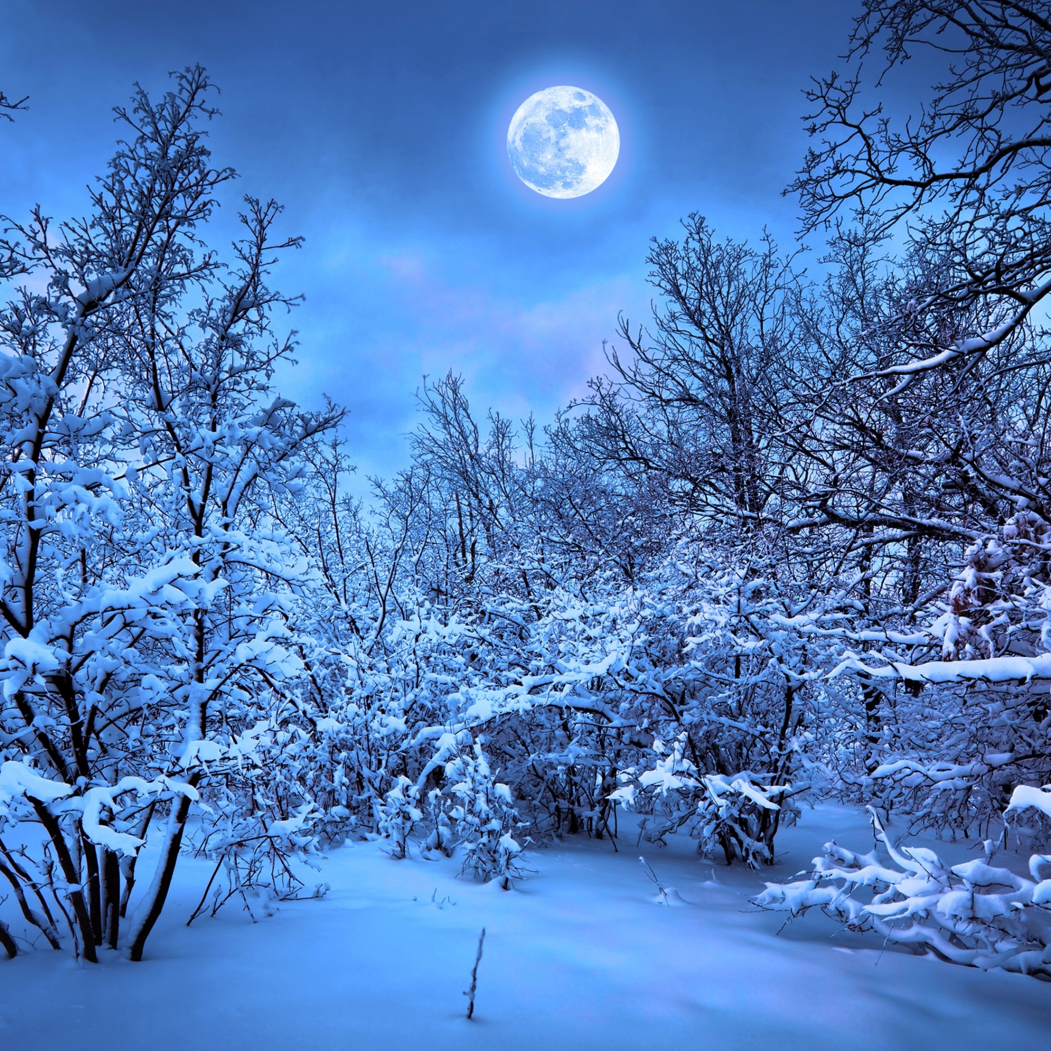 Nature Background Winter