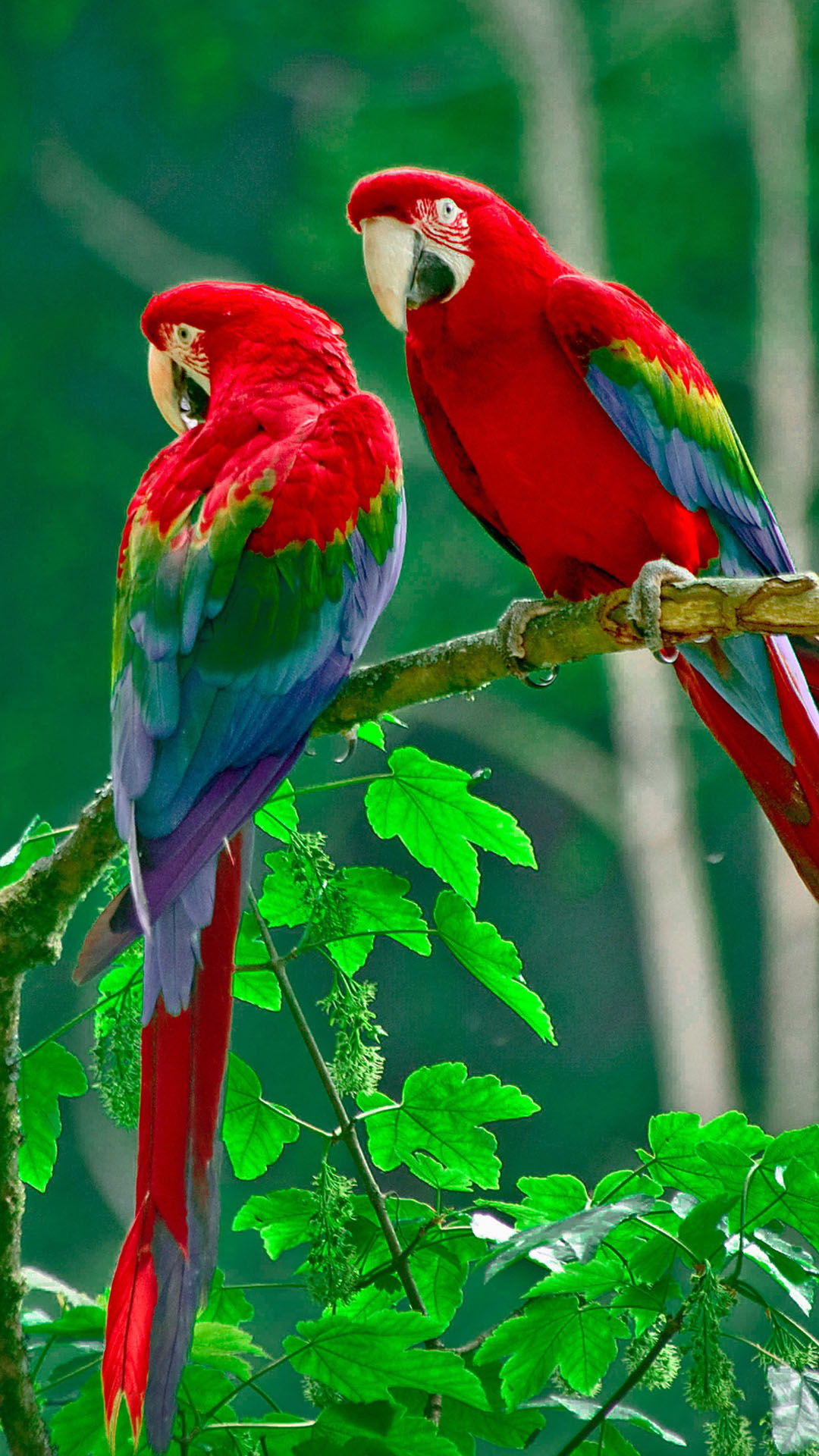 Nature Birds Hd Wallpapers