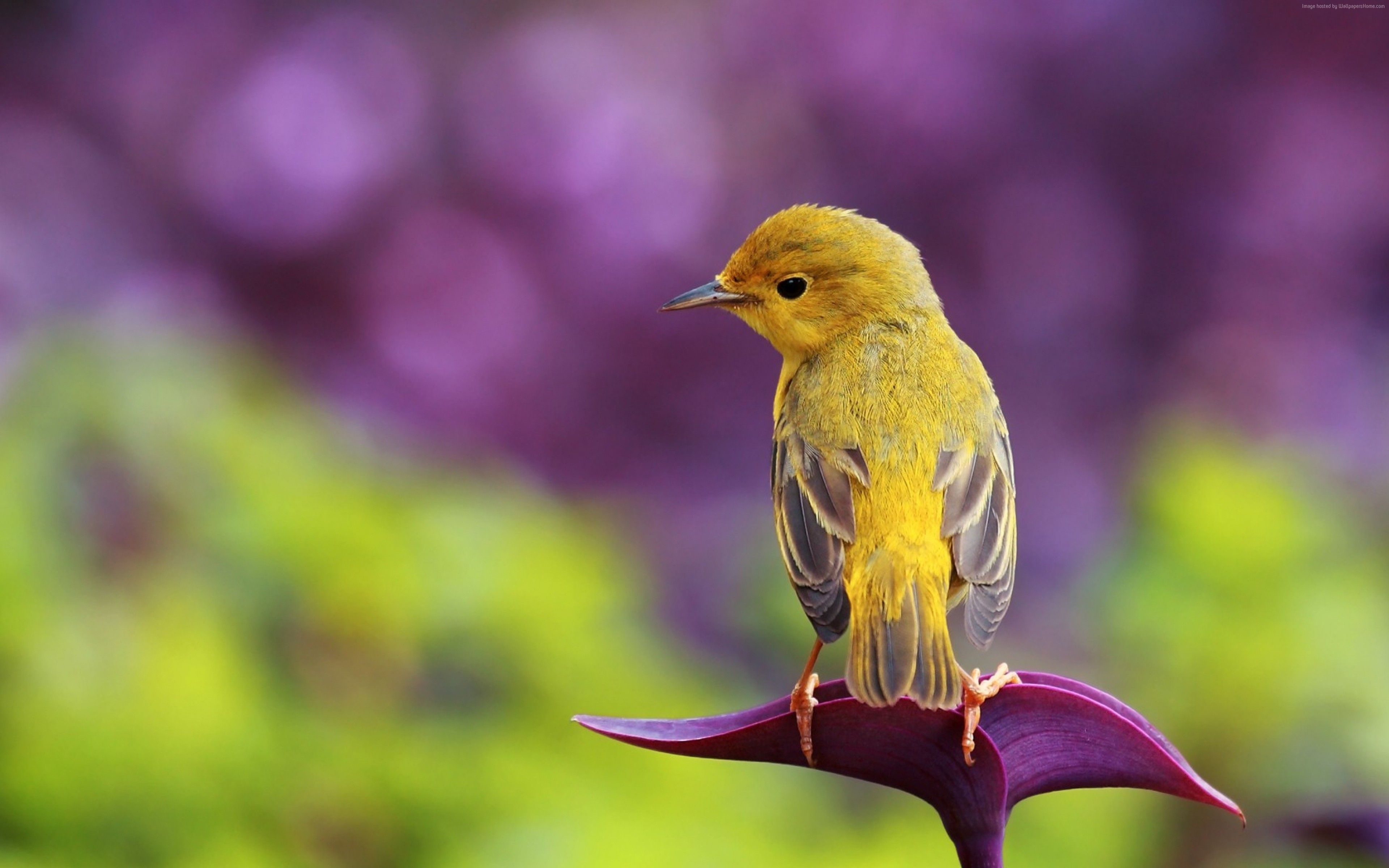 Nature Birds Hd Wallpapers