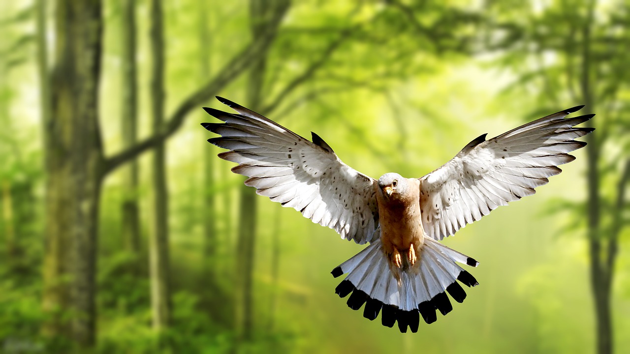 Nature Birds Hd Wallpapers