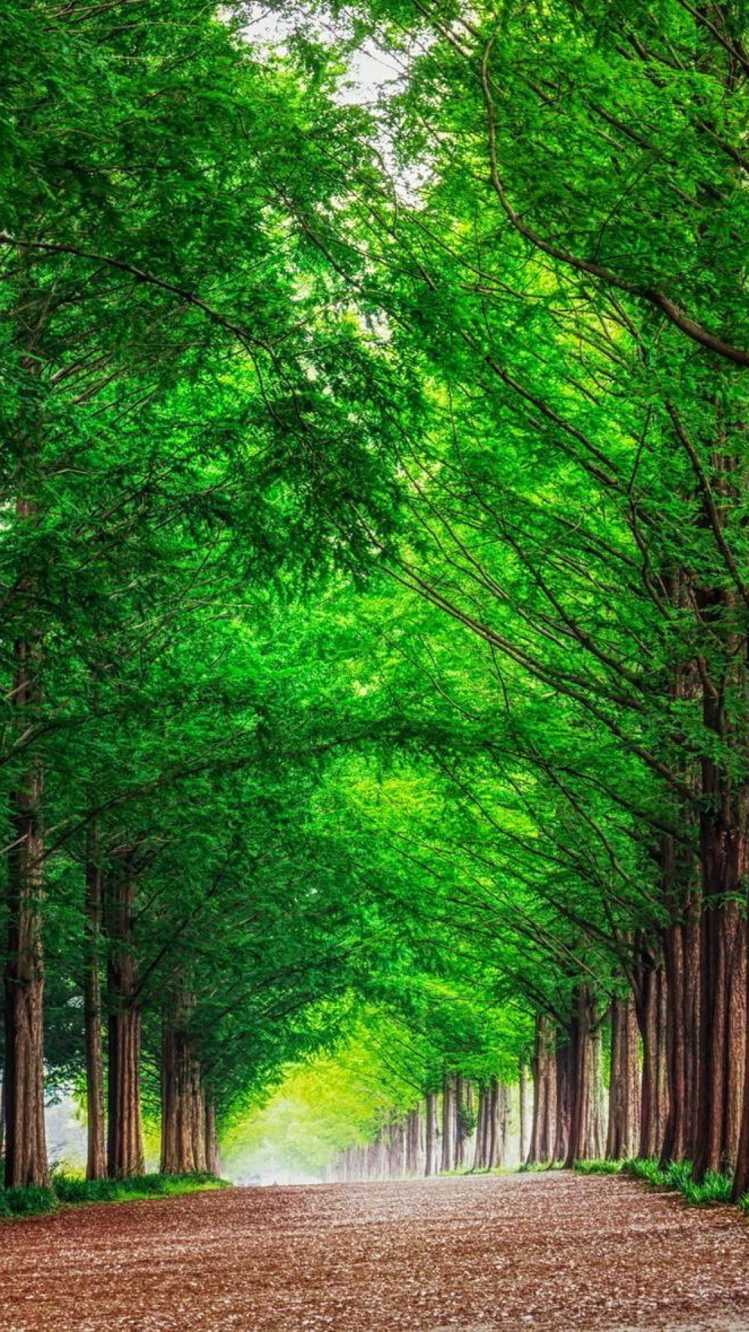 Nature Green Forest Wallpapers