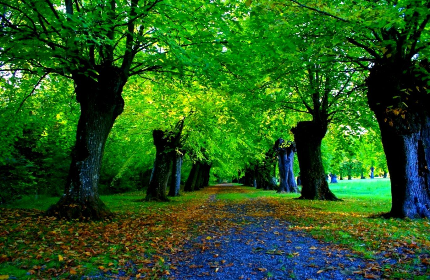 Nature Green Forest Wallpapers