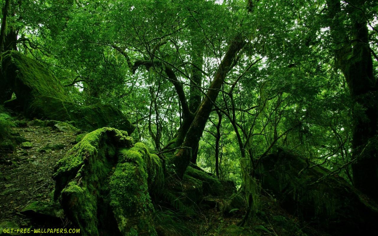 Nature Green Forest Wallpapers