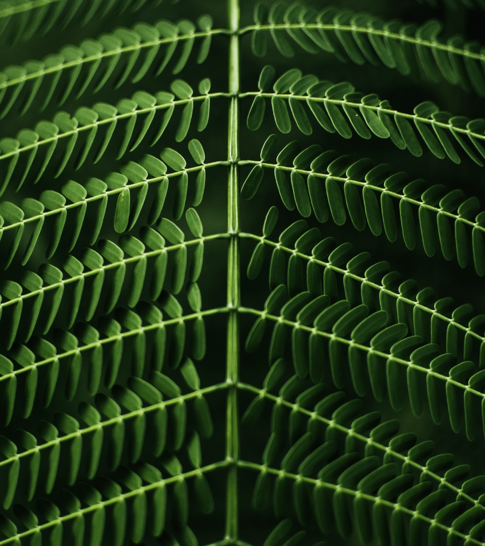 Nature Pattern Background