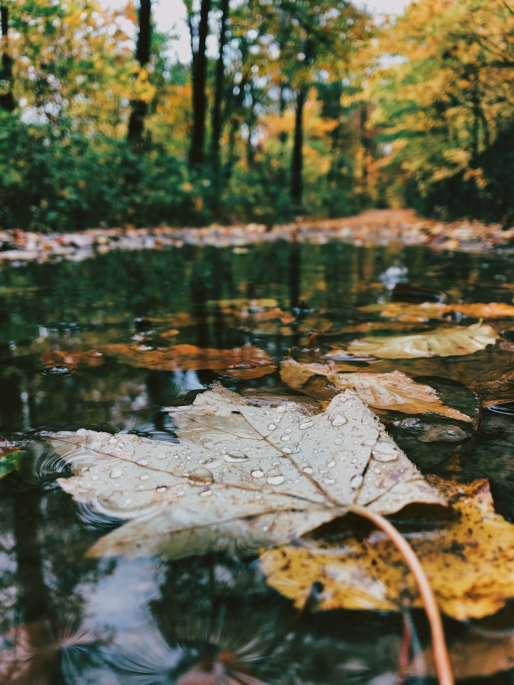 Nature Rain Wallpapers