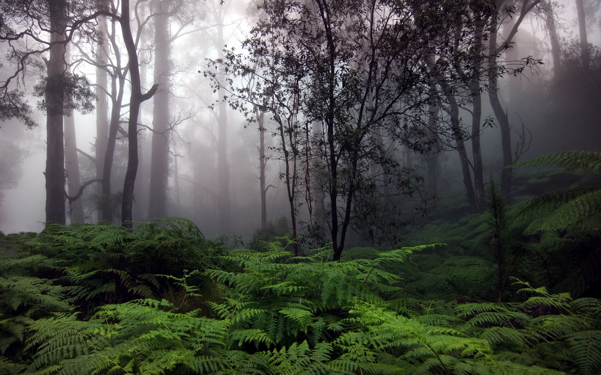 Nature Rain Wallpapers